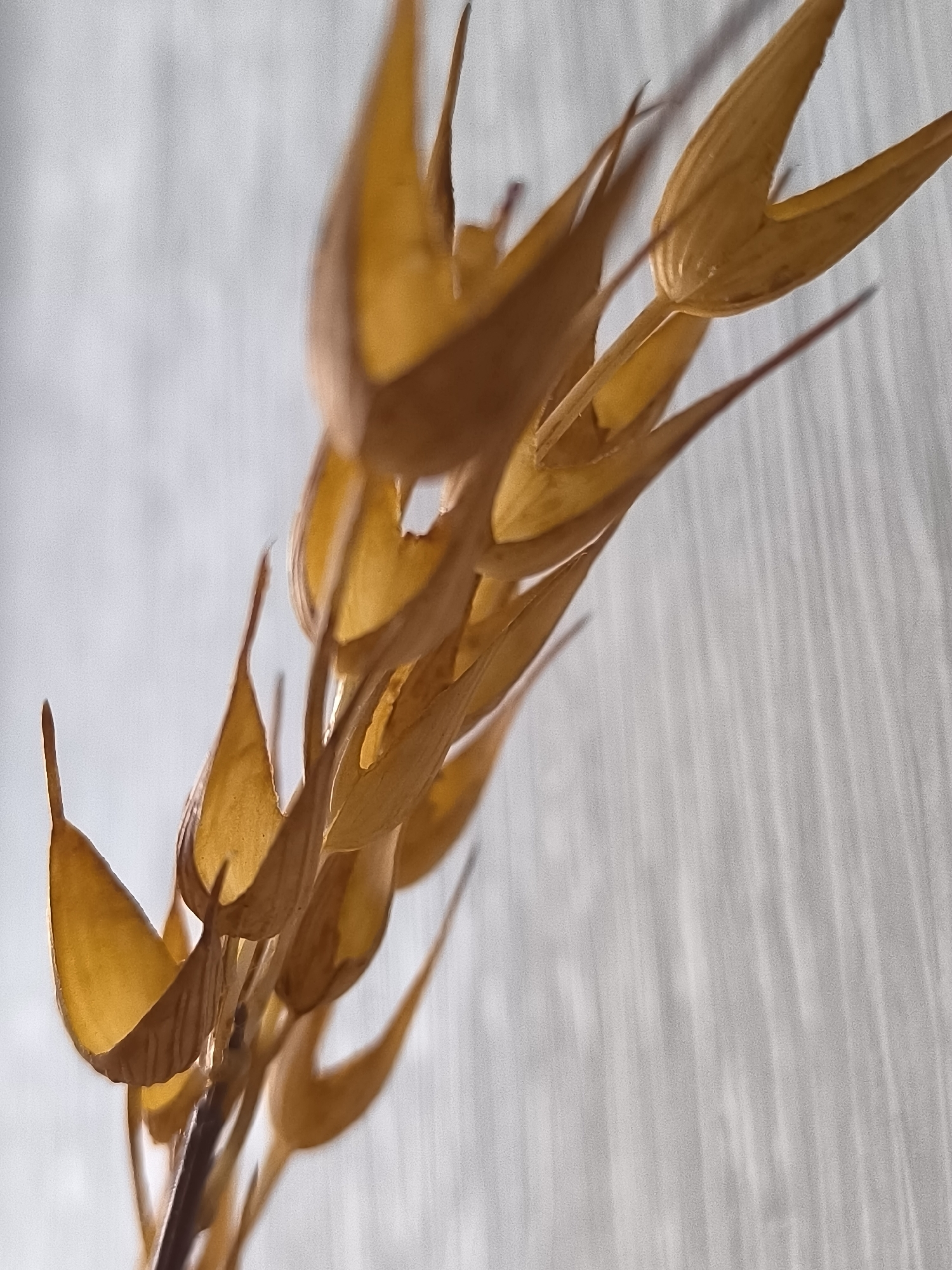 This is a close-up, shallow depth-of-field photograph of a dried seed head, possibly from a plant like flax or a similar species, against a pale, textured background. The seed head is a warm, golden-brown color and appears to be made up of several individual seed pods arranged along a central stem. Each pod is somewhat boat-shaped with a pointed tip. The focus is sharpest on the seed pods in the center of the frame, with the foreground and background elements blurred. The background has a subtle, vertical striped pattern, suggesting it could be fabric, wallpaper, or a textured wall. The lighting appears to be soft and diffused, highlighting the translucent quality of the dried seed pods and casting gentle shadows. There are no people or overt signs of human activity. The image evokes a sense of natural beauty and decay. This image was not taken in Klaipėda, Lithuania.