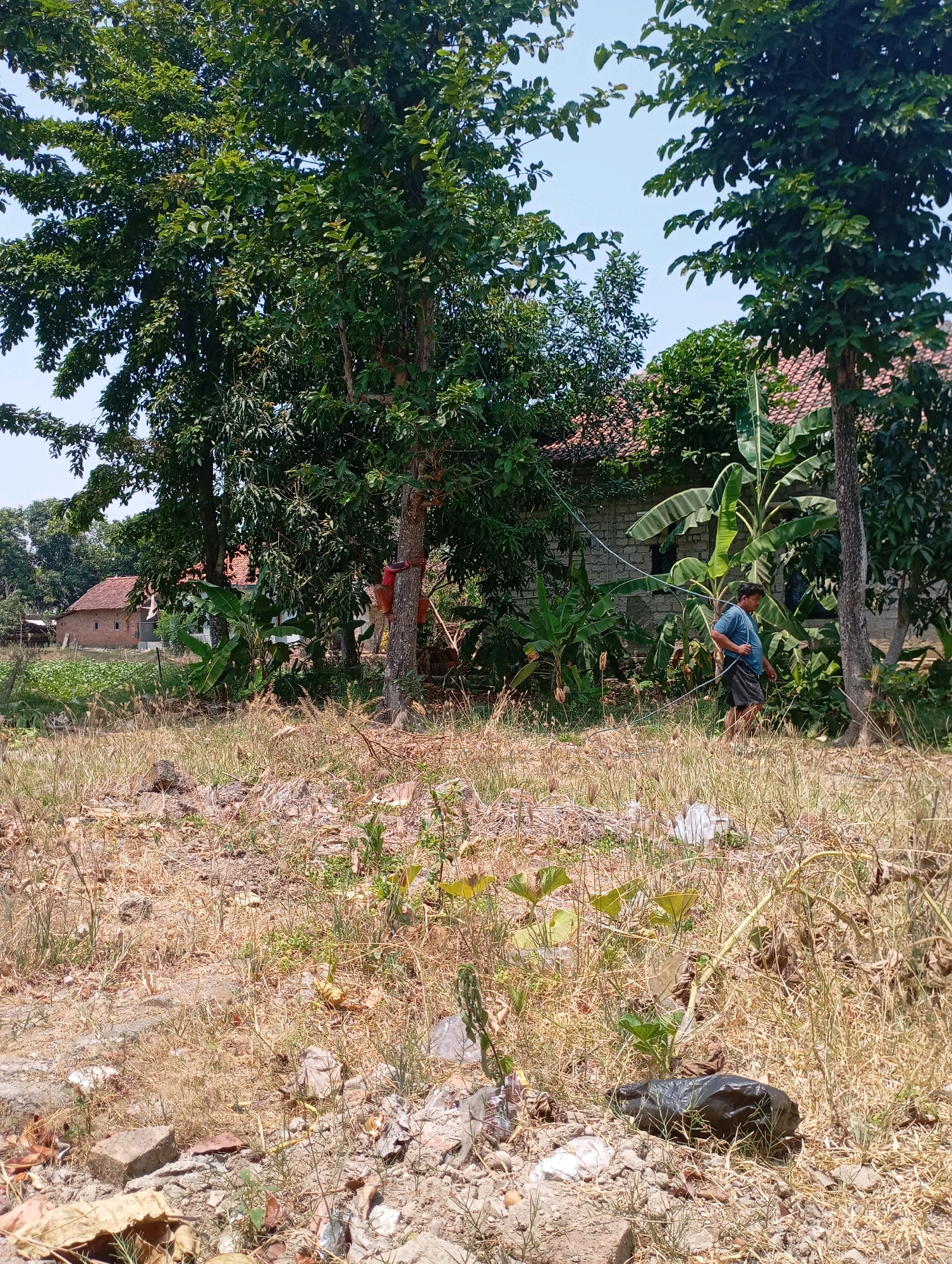 In Kecamatan Haurgeulis, Indonesia, a man in a blue t-shirt and dark shorts is seen walking through a dry, grassy area with scattered rocks and debris. He is holding a rope or string in his right hand and appears to be interacting with it. Behind him, several banana trees are visible, along with other vegetation and a building with a red tile roof. The scene suggests an outdoor rural or semi-rural environment.