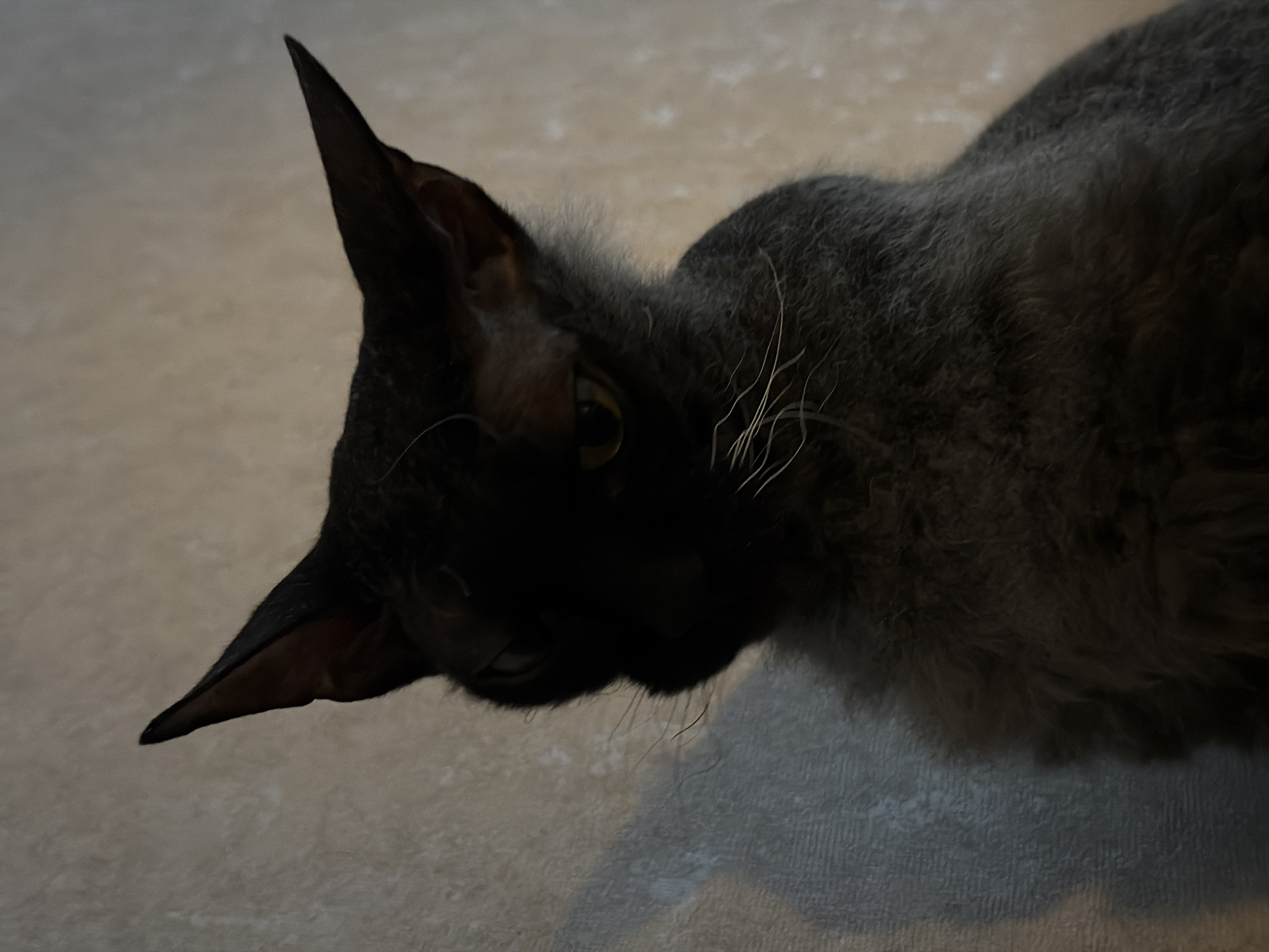 An indoor residential setting in the city of Unknown, Unknown. The scene features a domestic cat, likely a Devon Rex or Cornish Rex, with dark grey, curly fur, positioned against a light-colored, textured wall. The cat's head is angled slightly to the viewer's left, with its right side enveloped in deep shadow. Its right eye is partially visible as a yellow-green slit, while the left eye is entirely obscured by shadow. Multiple white whiskers are prominent on the shadowed muzzle area. Two erect, dark, pointed ears are visible at the top of the head. A distinct shadow, consistent with the cat's form, is cast upon the wall to the left of the animal. The ambient light source is low, contributing to the significant shadowing on the subject.