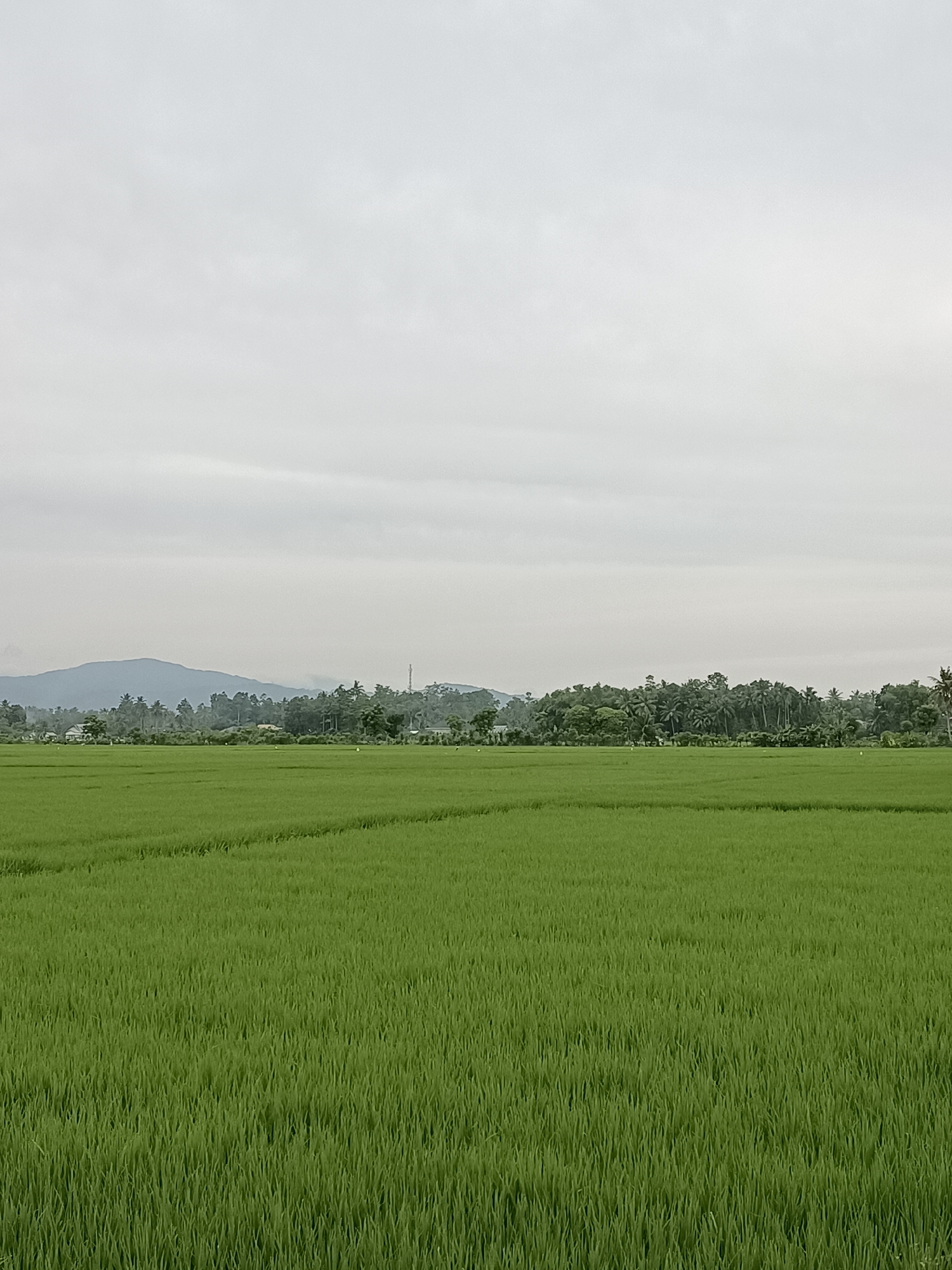 The image depicts a lush green rice paddy field in the foreground, stretching towards a backdrop of dense foliage and rolling hills under a cloudy sky. In the distance, the faint outline of mountains can be seen, softened by the atmospheric haze. A scattering of buildings and trees are visible along the horizon, suggesting a rural or semi-rural setting. The overall impression is one of natural tranquility and agricultural expanse, typical of the landscapes found in Blang Lilue, Indonesia. The sky is overcast, casting a diffused light over the scene, and the rice stalks are uniformly green and appear to be in their early to mid-growth stage.