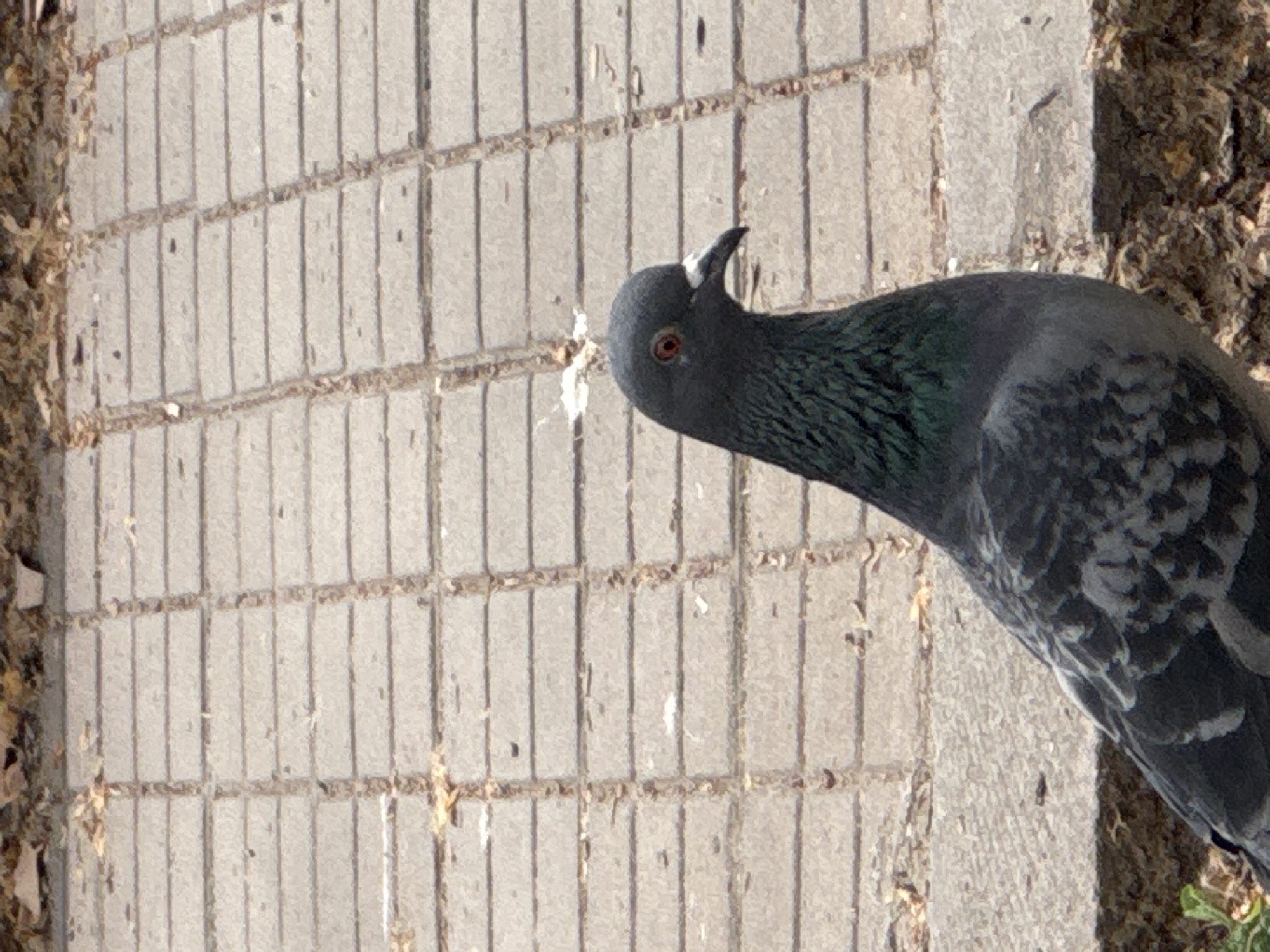 The image shows a pigeon standing on a brick sidewalk in Yerevan, Armenia. The pigeon has gray feathers with iridescent green on its neck and darker mottled feathers on its back. The sidewalk is composed of gray rectangular bricks. To the left of the sidewalk is loose dirt and organic matter. To the right, at the edge of the sidewalk, is soil with sparse green growth.