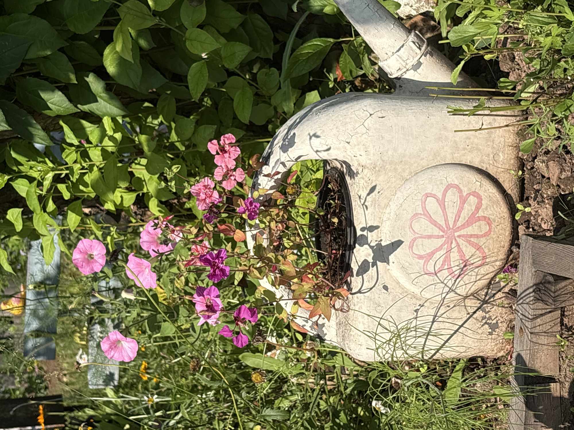 A close-up shot focuses on a weathered, white watering can repurposed as a planter, filled with vibrant pink and purple petunias. The watering can exhibits visible cracks and wear, with a simple pink floral design painted on its side. It sits amidst lush green foliage and other flowering plants, with dappled sunlight casting shadows. The scene appears to be an outdoor garden setting.