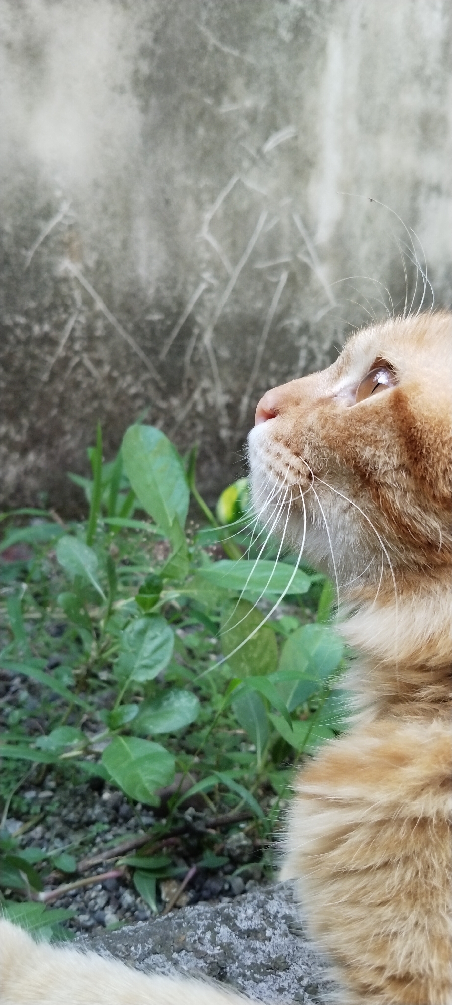 An orange tabby cat is captured in a close-up profile view, looking upwards and to the right. The cat's fur is a warm orange hue, with visible whiskers fanning out from its muzzle. Its eye, reflecting the light, is a golden-brown. The background consists of green foliage and a textured, grey wall. The scene appears to be outdoors, possibly in a garden or yard. The location is identified as Duman, Indonesia.