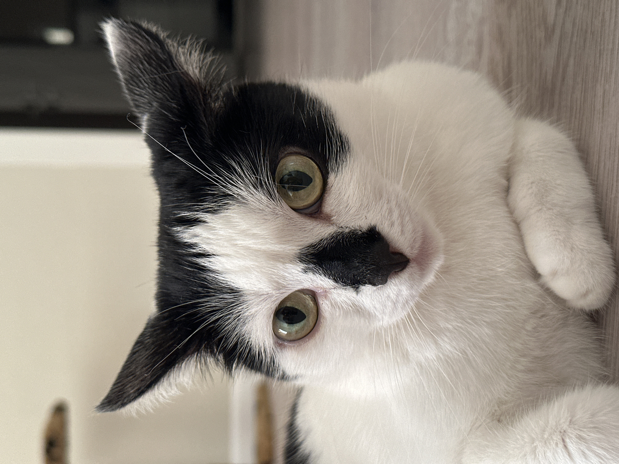 A black and white cat with green eyes is lying on a wooden floor. The cat is facing the camera and has a black patch over its right eye and a black nose. Its ears are perked up. The background is blurred, but appears to be an indoor setting with light-colored walls and furniture.