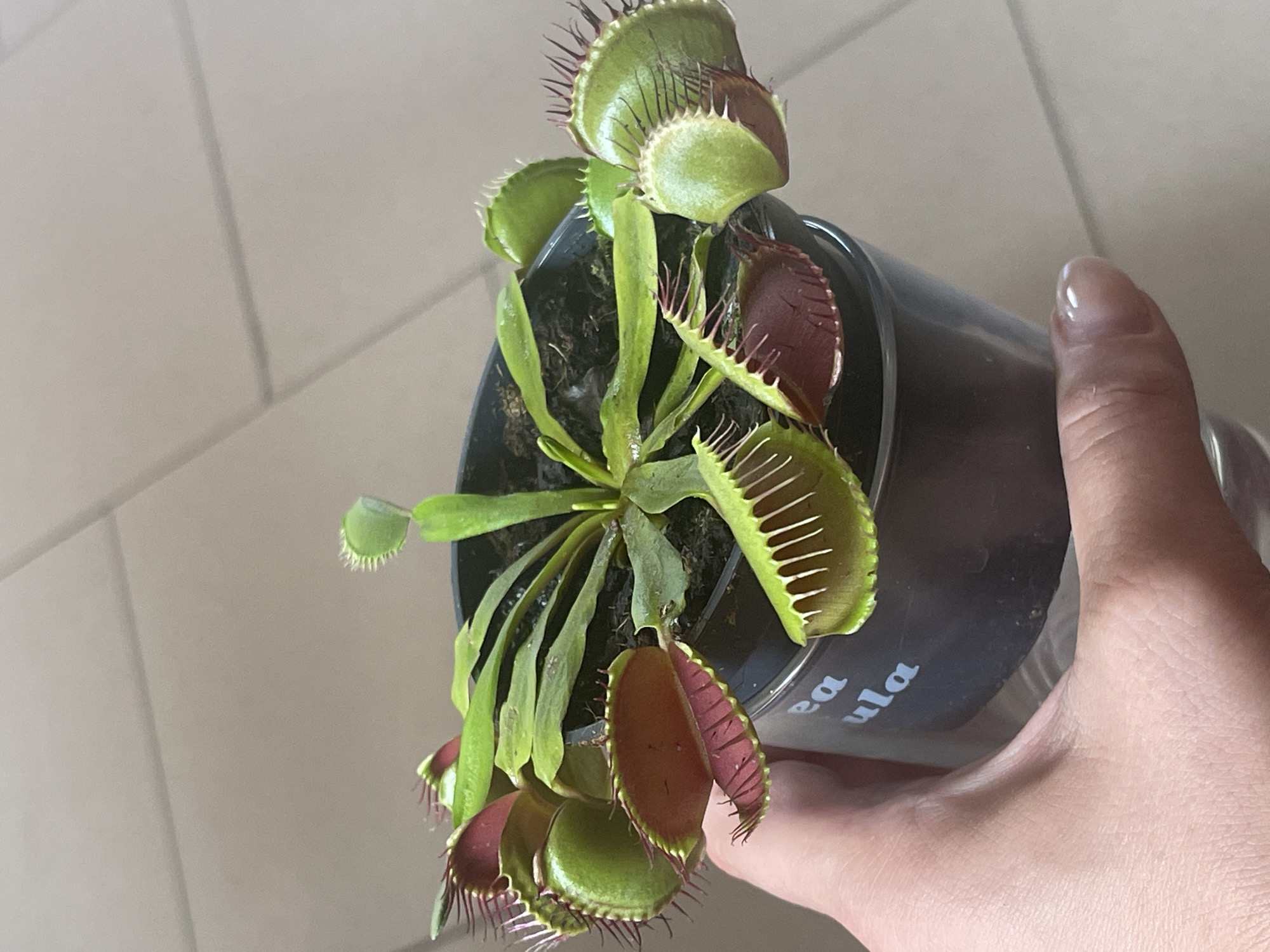 A close-up shot shows a Venus flytrap plant in a dark grey plastic pot held by a person's hand. The plant has several open traps with red interiors and green, spiky edges. Some traps are partially closed, and new growth is visible at the center. The pot has partial text in white, reading "ea" and "ula." The background appears to be a light-colored tiled surface, suggesting an indoor environment.