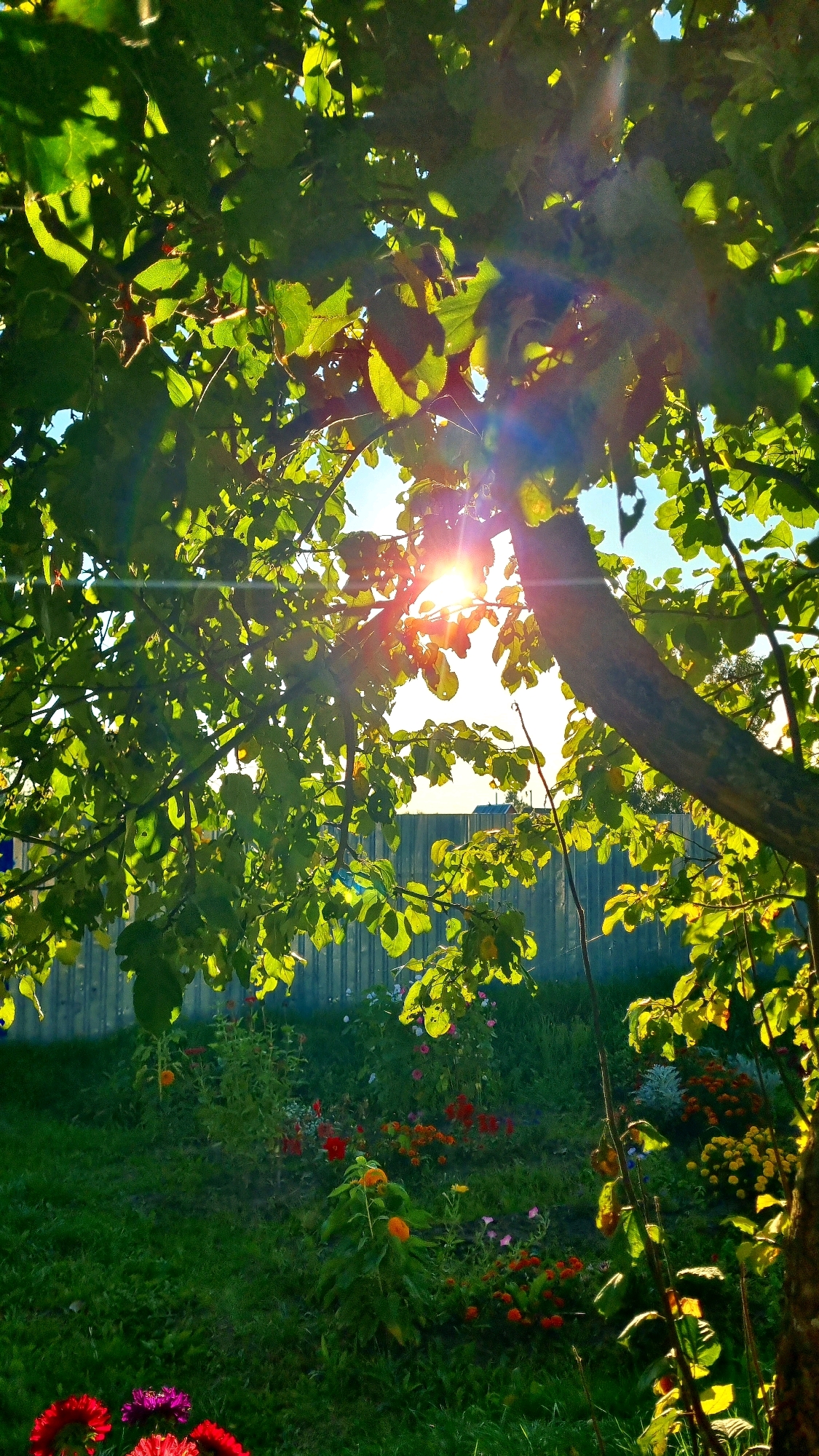 A sunbeam shines through the leaves of a tree, dappling a garden with light. The garden, located in Vysokoe, Russia, contains a variety of flowers in bloom, including red, orange, and pink varieties. A wooden fence runs along the back of the garden, and green grass covers the ground. The scene is bathed in the warm light of a sunny day.