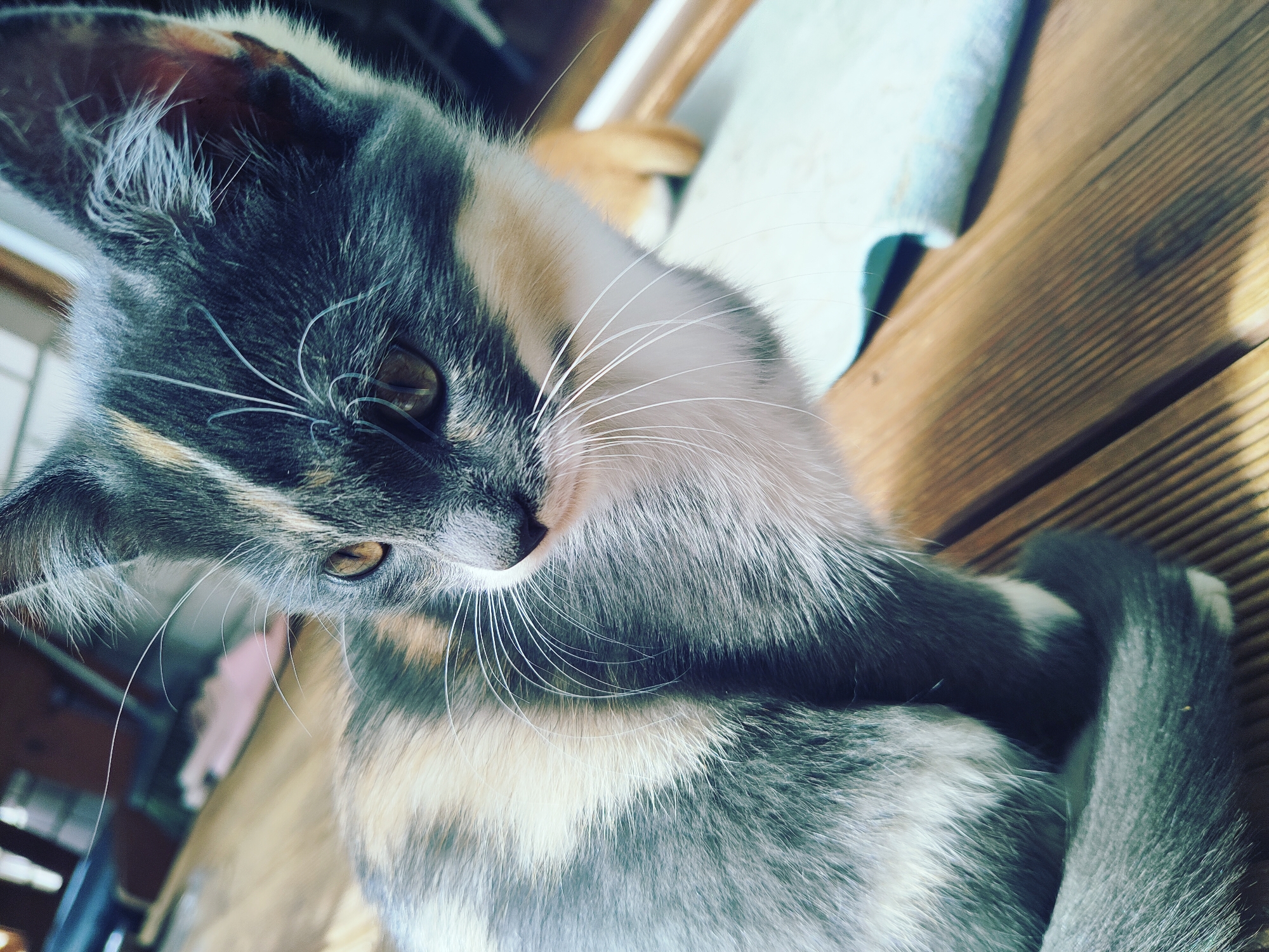 A calico kitten with grey, white, and orange patches sits on a wooden surface. The kitten's fur is soft and appears well-groomed. Its amber eyes are looking to the left, with long white whiskers fanned out from its nose. The background is blurred, showing wooden planks and hints of furniture. The scene is indoors, possibly on a porch or deck, given the wooden flooring and natural light. No specific location in Vilnius, Lithuania, can be identified from the image.