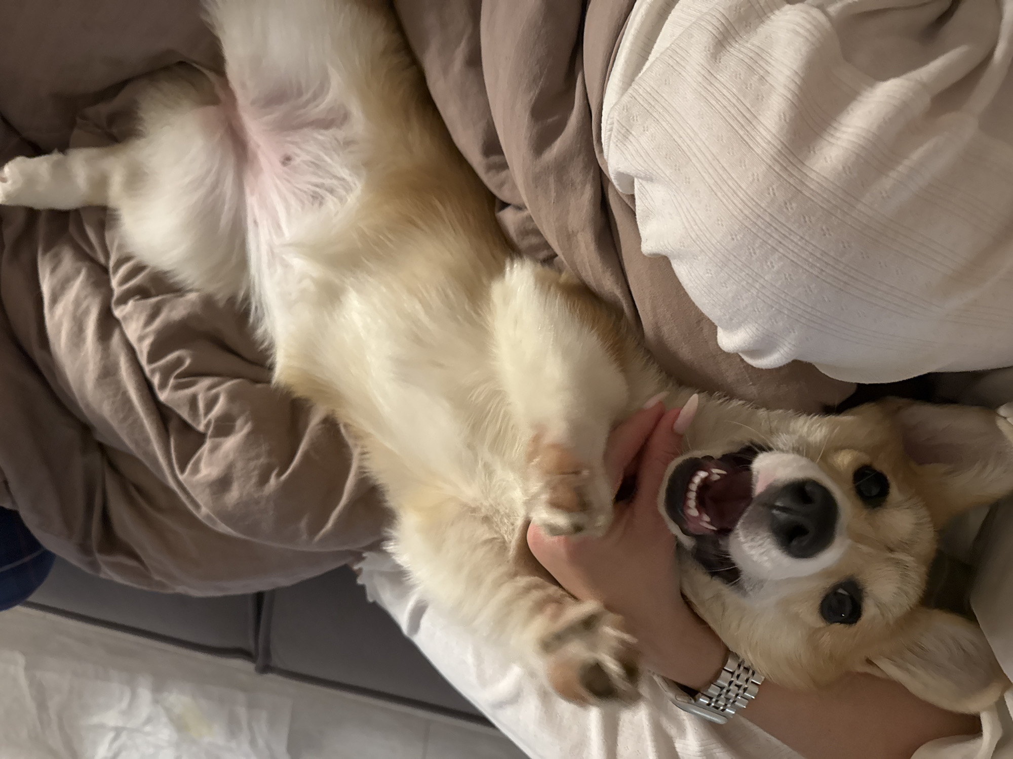 A fawn and white corgi lies on its back on bedding that includes white and taupe textiles. A person's hand holds the dog's head, revealing the dog's teeth in an open-mouthed expression. A silver wristwatch is visible on the person's wrist. The image was likely taken indoors. There is no verifiable indication that the location is in the city of Chaikovsky, Russia.