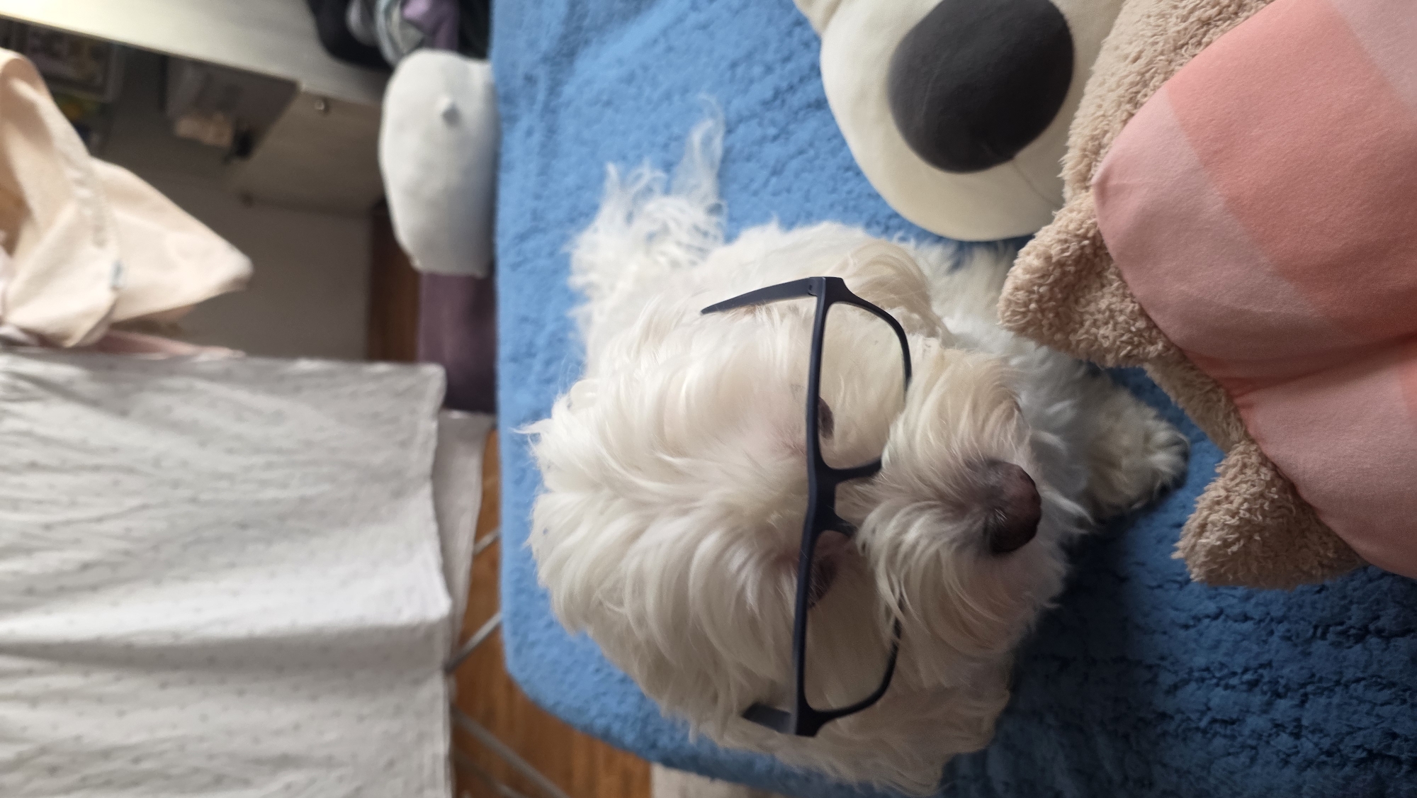 This indoor photograph, taken in Blagoevgrad, Bulgaria, features a small, white, fluffy dog, possibly a Maltese, lying on a textured blue blanket or rug. The dog is positioned with its head towards the viewer and appears to be resting or sleeping. A pair of dark-rimmed eyeglasses is placed on the dog's head, resting above its eyes, giving the appearance of the dog "wearing" them.
To the right of the dog, two plush items are visible. One is a light brown, fuzzy stuffed animal or pillow, partially obscured, with a pink and white striped cushion or blanket pressed against it. Another white plush item with a large black circular feature, resembling an eye, is also present near the top right.
The background on the left side of the image shows a white patterned sheet, likely covering a bed or crib, and a light beige or peach-colored draped fabric. Further back, blurry indications of furniture and other household items suggest a domestic setting, such as a bedroom or living room. The lighting is soft and ambient, characteristic of an indoor daytime scene. The overall mood conveyed is one of cuteness and calm, with a touch of humor from the dog's pose with the glasses. There is no visible text in the image.