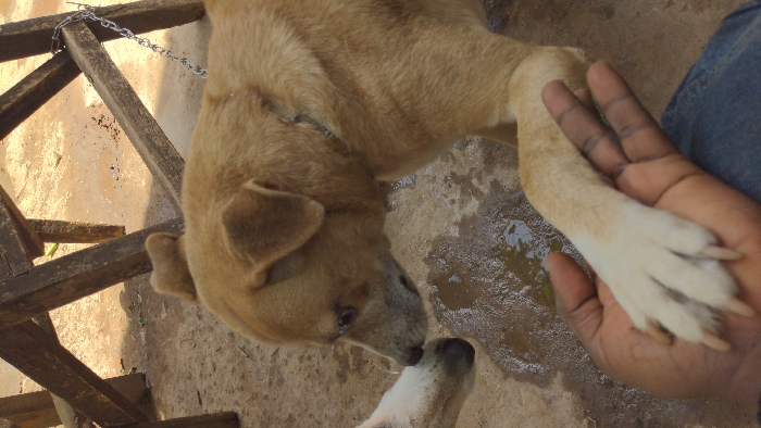 The image depicts an outdoor scene in Moshi, Tanzania. A human hand, dark-skinned and wearing blue denim trousers, is shown in the lower foreground, holding the white-tipped right front paw of a tan-furred dog. The dog, positioned centrally, has its head turned left, engaging in nose-to-nose contact with the partially visible muzzle of a second, lighter-colored dog. A faint collar or harness is visible around the tan dog's neck. Beneath the dogs' heads, an irregular puddle of liquid is present on the light brown, uneven ground surface, which appears to be dirt or concrete. In the blurred background, wooden structural elements, consistent with furniture, are visible, with a metal chain secured to one such element on the right. The scene is illuminated by natural light.