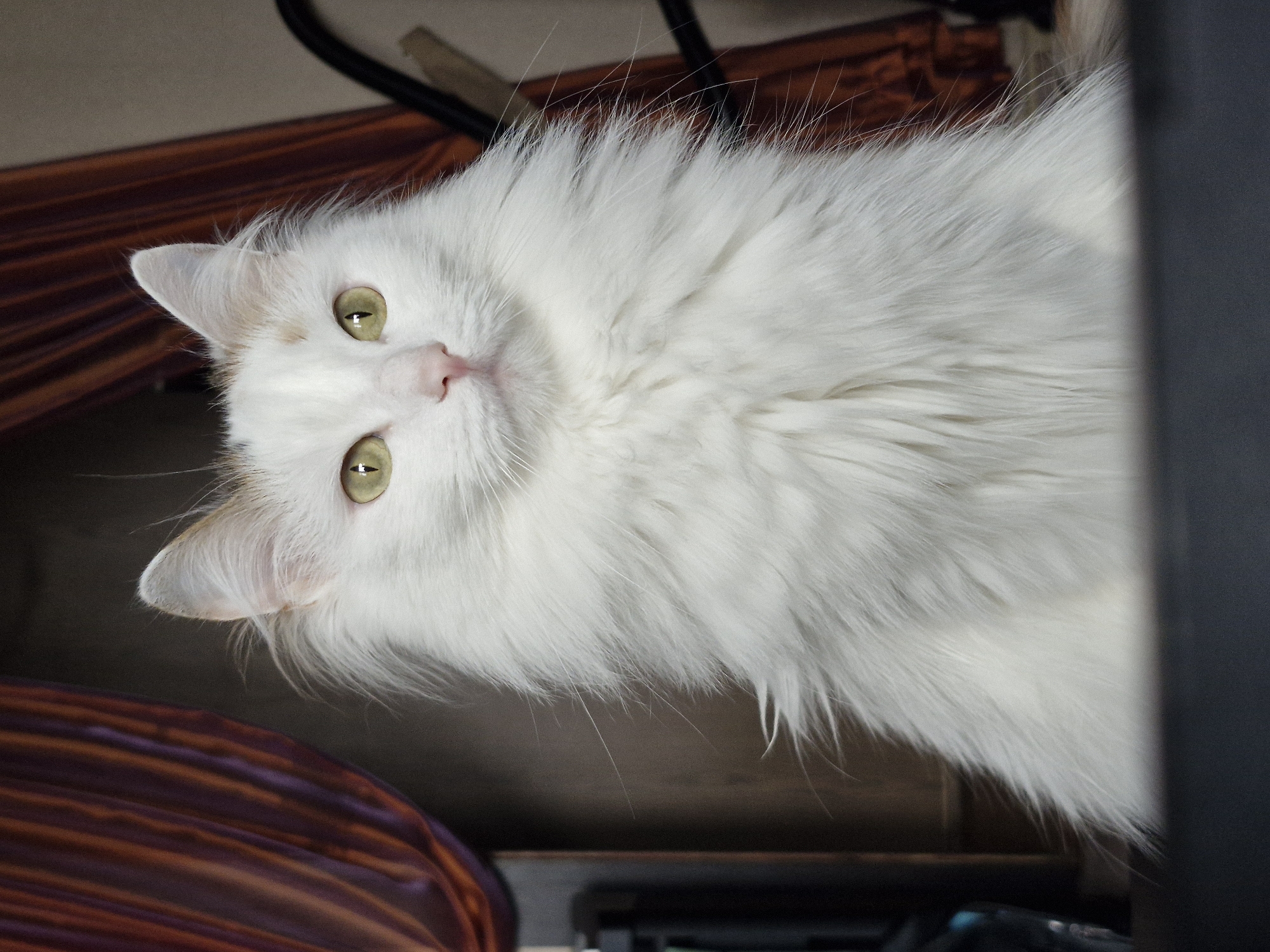 A fluffy white cat with pale yellow eyes is lying down. The cat is positioned at an angle, with its head tilted slightly to the left. Some of the cat’s fur has brown shading. The background includes a striped orange and purple surface on the left and dark objects on the right. The location cannot be determined from the image.