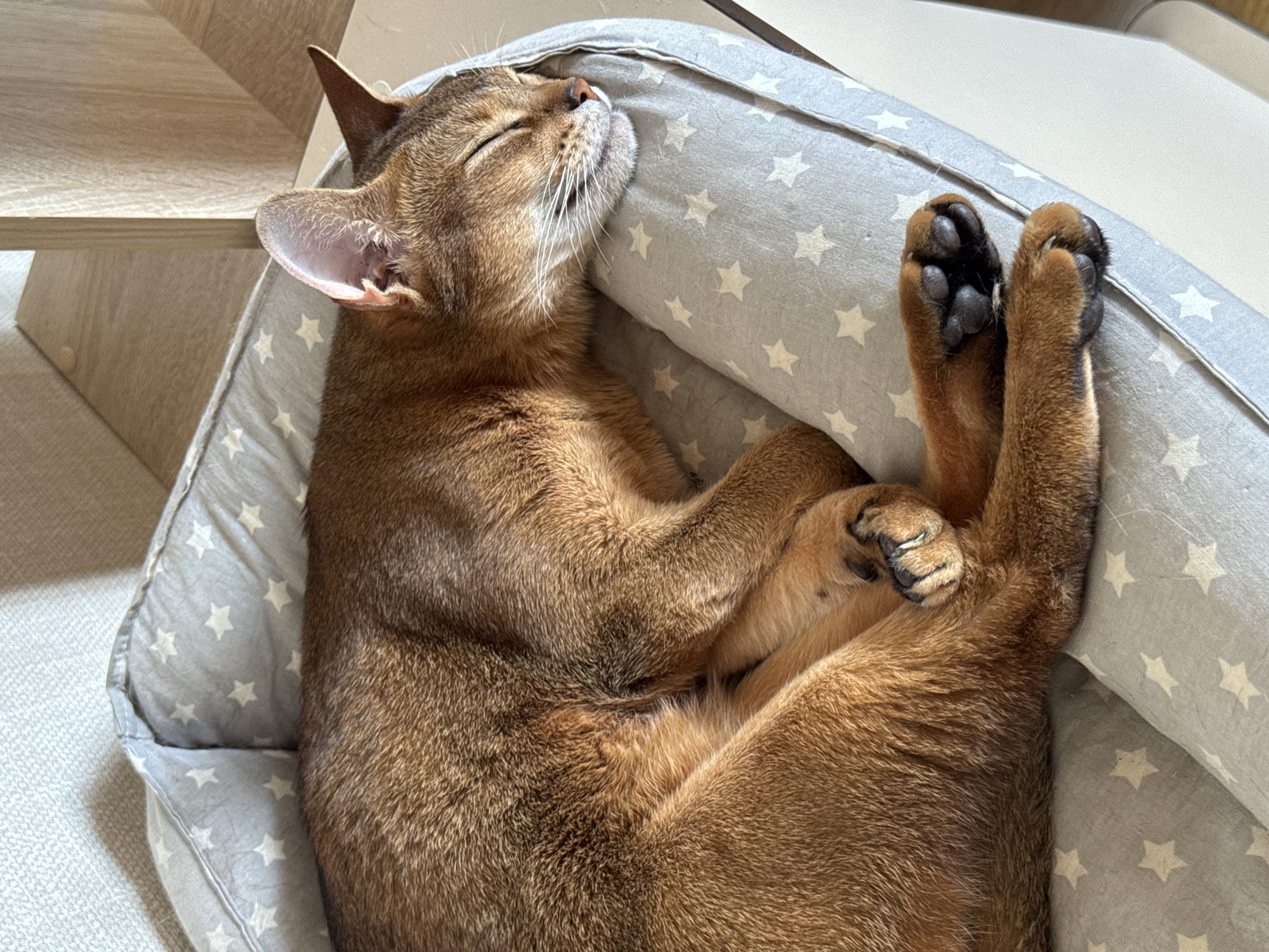 A brown Abyssinian cat is sleeping soundly in a gray and white star-patterned cat bed. The cat is curled on its side, with its eyes closed and whiskers relaxed. Its front paws are crossed and tucked against its body, while its hind paws are extended and facing upward. The cat bed is positioned on a light-colored surface, possibly a floor or piece of furniture, inside a building. The photograph was taken in the city of Chaikovsky, Russia. A portion of a wooden structure or furniture is visible in the upper left corner of the frame.