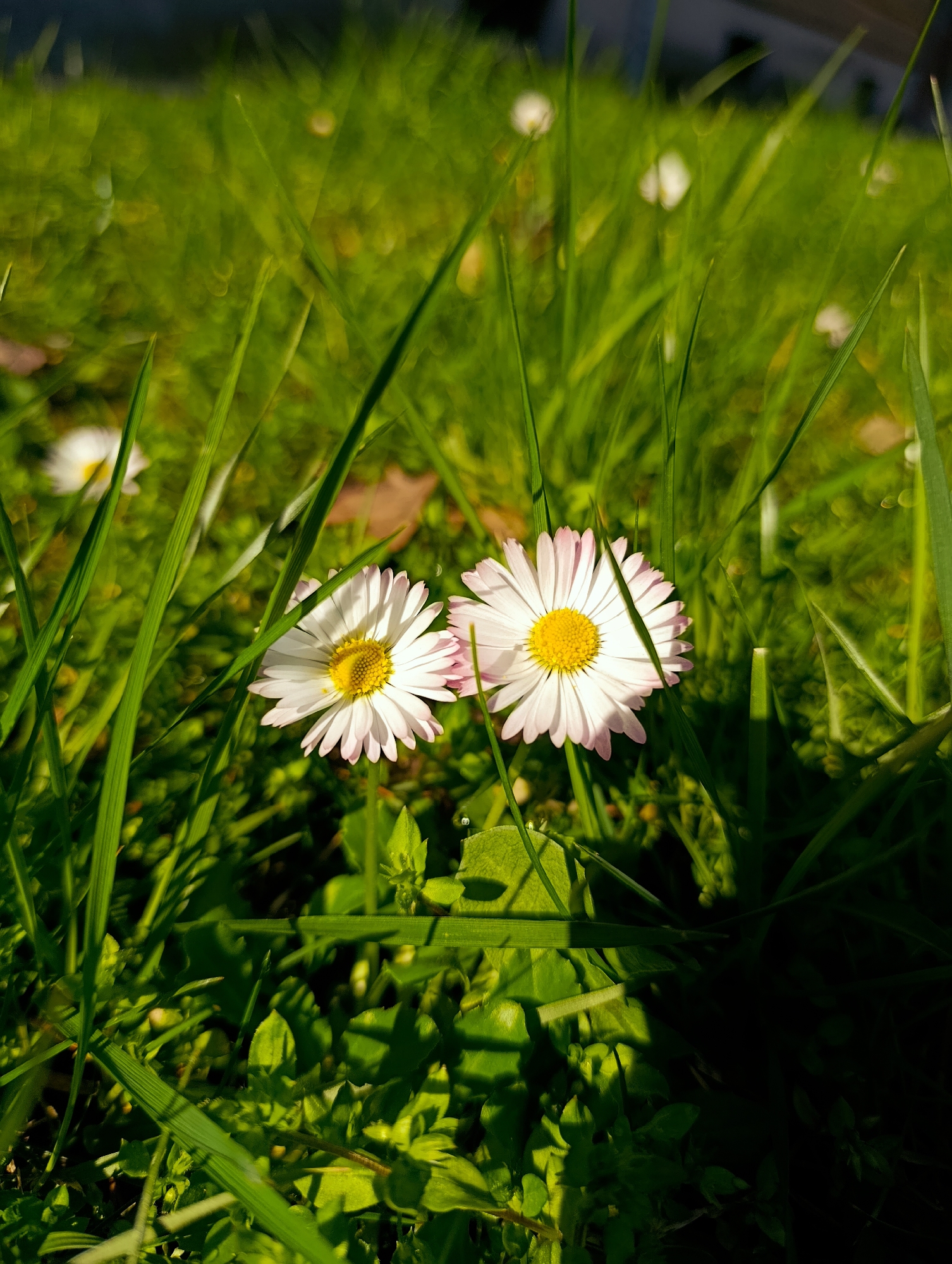 The image shows two daisies in a patch of grass. The daisies have white petals with a hint of pink at the tips and yellow centers. The grass is green and lush, with some blades casting shadows. The lighting suggests a sunny day. The location is not discernible from the image, and there is no evidence to suggest it is in Kardzhali, Bulgaria. The image does not include any people or actions.
