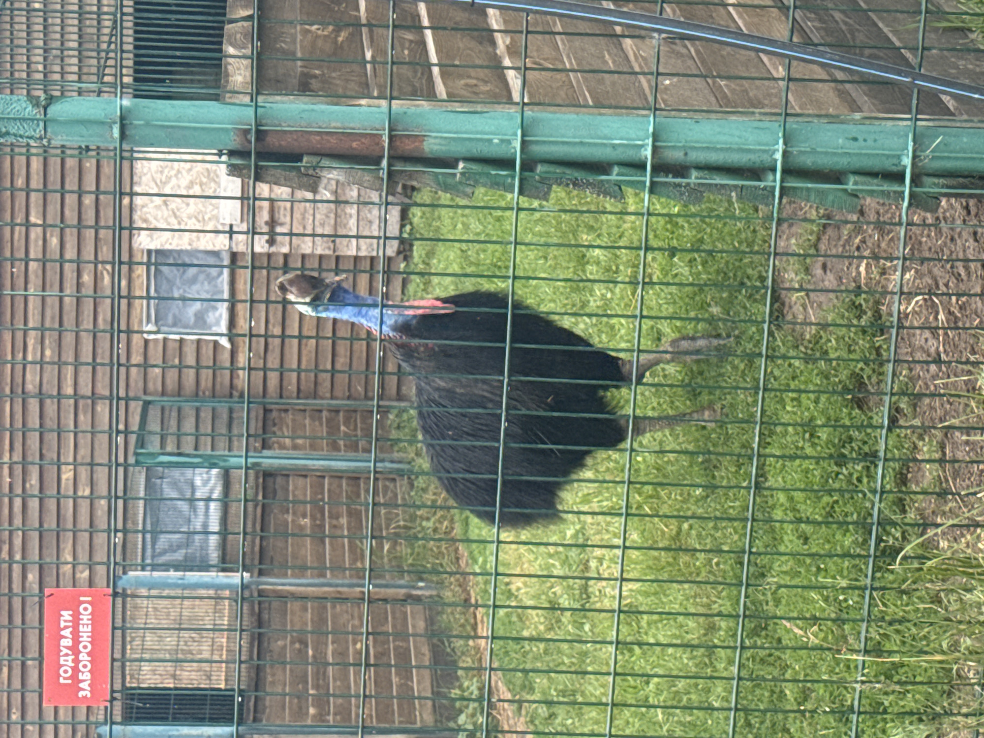 An adult southern cassowary stands on a patch of grass within a fenced enclosure. The bird is predominantly black with iridescent blue neck and red wattles. The enclosure features a wooden fence in the background and a green metal fence in the foreground. A red sign with white Cyrillic lettering is attached to the wooden fence, reading "ГОДУВАТИ ЗАБОРОНЕНО!", which translates to "FEEDING IS FORBIDDEN!". The scene is located in the city of Zaliznychne, Ukraine.