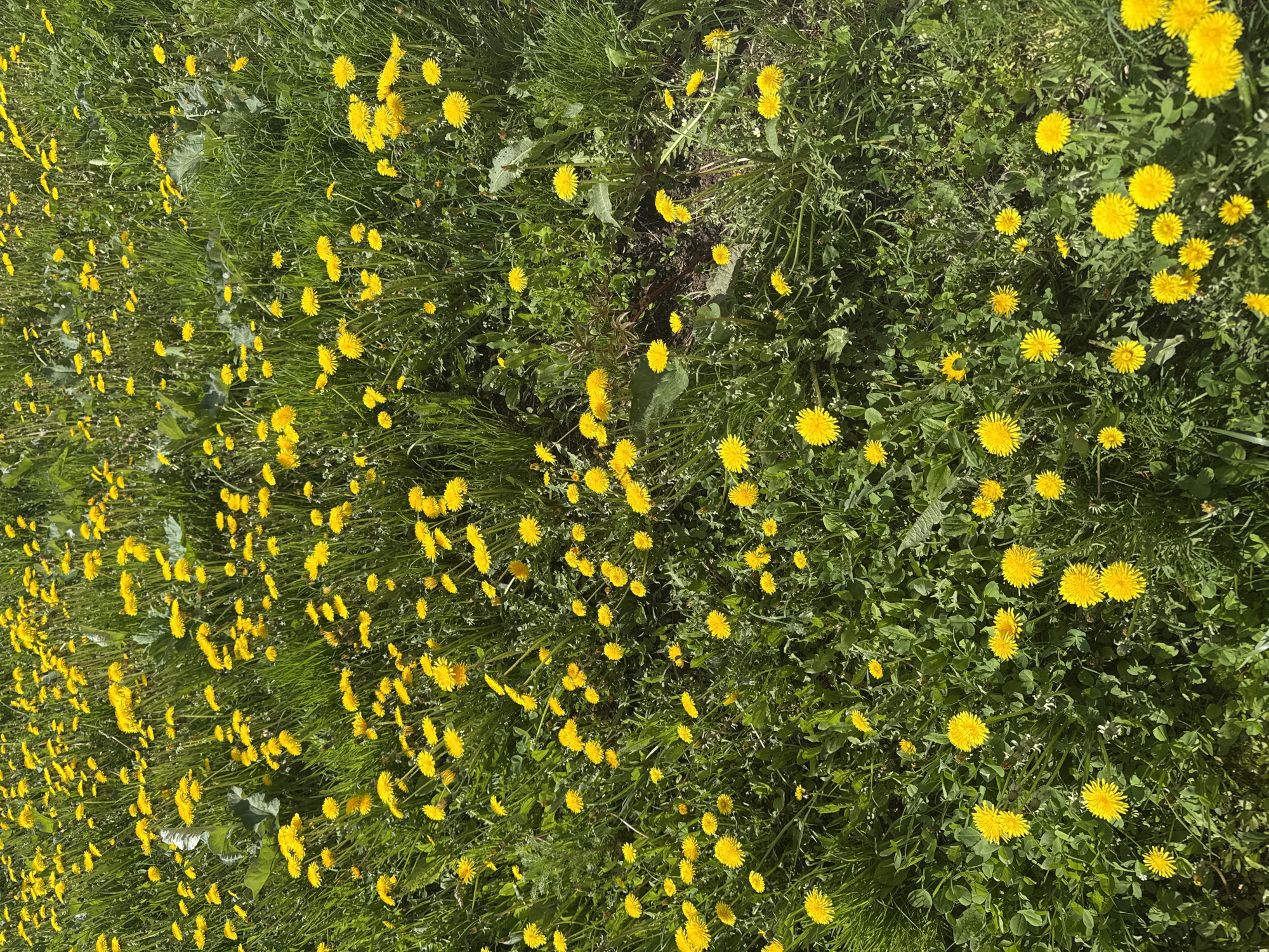 The image shows a field of dandelions in bloom, interspersed with grass and other green vegetation. The dandelions are predominantly yellow and appear to be densely clustered in certain areas, while more scattered in others. The ground is covered with grass. The image was taken in Razdolye, Russia.