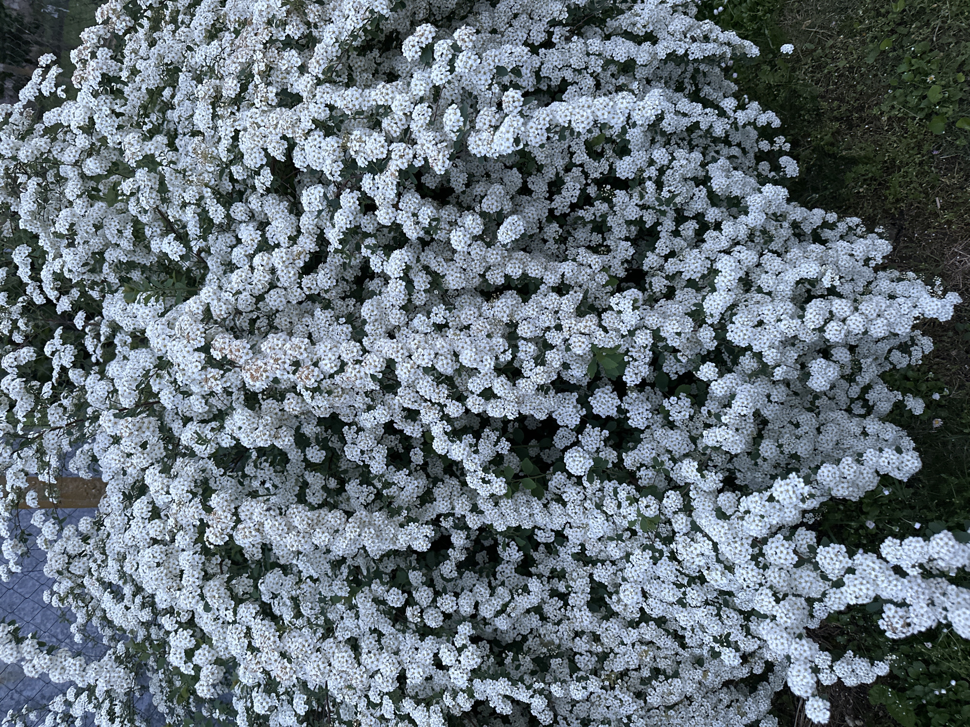 The image depicts a dense shrub covered in small, white flowers. The plant appears to be in full bloom, with the white blossoms obscuring much of the green foliage beneath. To the right of the flowers are dark green weeds. To the left of the shrubbery is a gray fence. There are no people present in the frame. The location is not specified, nor is there any information indicating the city of Lehchevo, Bulgaria.