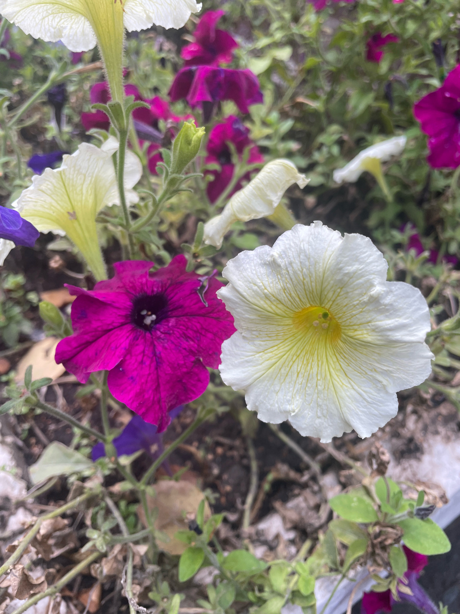 The image is a close-up of several petunia flowers. In the foreground, a vibrant fuchsia petunia is on the left, and a white petunia with yellow veins is on the right. Both flowers are in full bloom. Behind them, several other petunias in various shades of purple and white are visible, some in bloom and some as buds. The flowers are surrounded by green foliage and dry, brown stems. The scene appears to be a garden or a planter box. There is no indication of the city of Omsk, Russia, in the image.