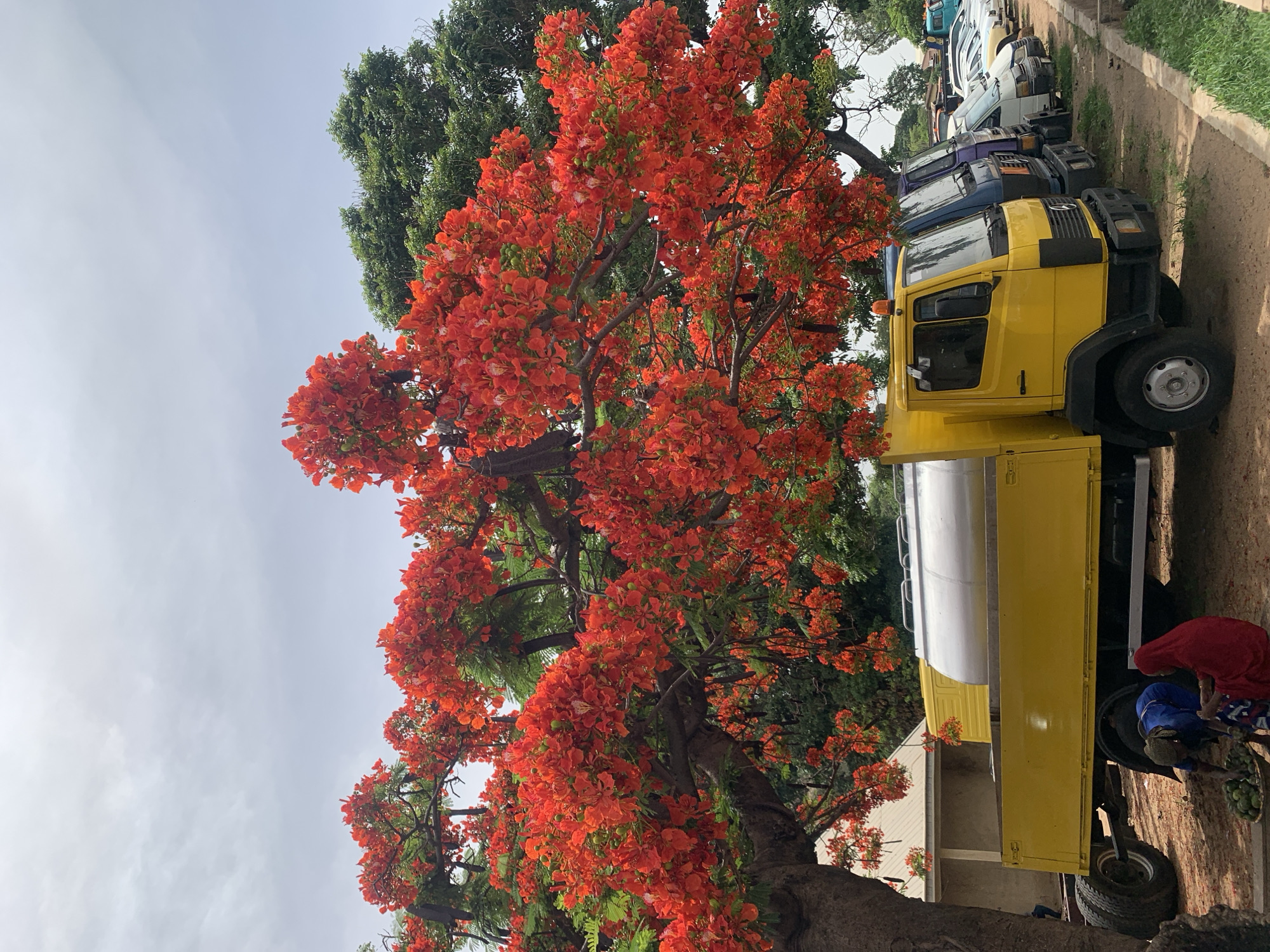The image, taken near New Stadium in Nigeria, depicts a yellow truck parked under a large tree with vibrant orange-red flowers. The truck's cab is visible, as is a white tank on the truck's bed. A person wearing red and blue clothing is near the truck's rear tire. Several other vehicles are parked in a row behind the yellow truck. The sky is overcast.