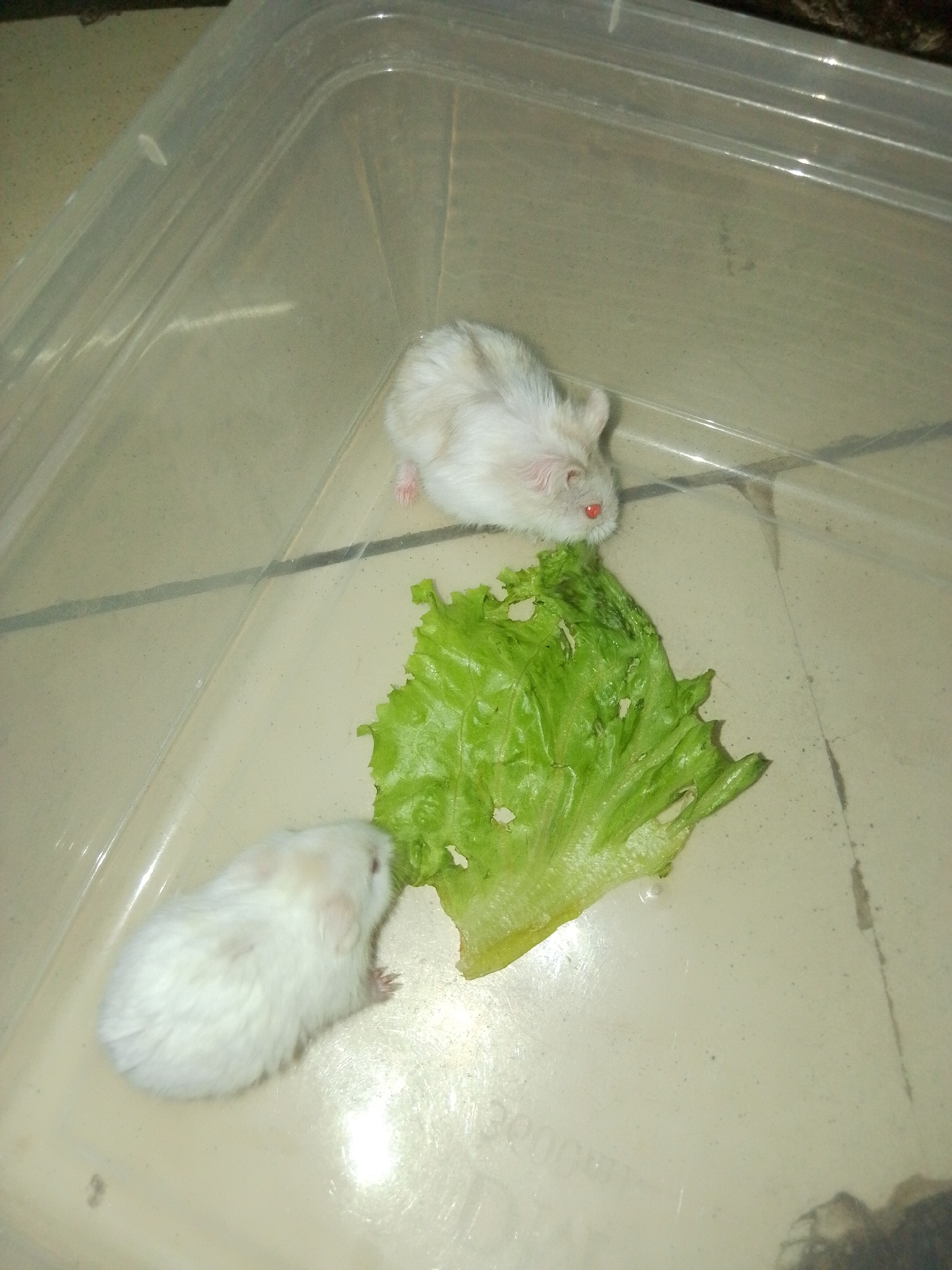 Two albino hamsters are positioned in a clear plastic container, likely a habitat. One hamster is on the left side of the container, and the other is on the right, closer to a piece of green lettuce. The hamster on the right has its face turned towards the lettuce, appearing to be eating or about to eat it. Its eyes are a striking red color. The hamster on the left is facing away from the lettuce. The container is placed on a light-colored, tiled surface, suggesting an indoor environment. The lighting is somewhat dim, casting soft shadows within the container. The image appears to have been taken from a slightly elevated angle.