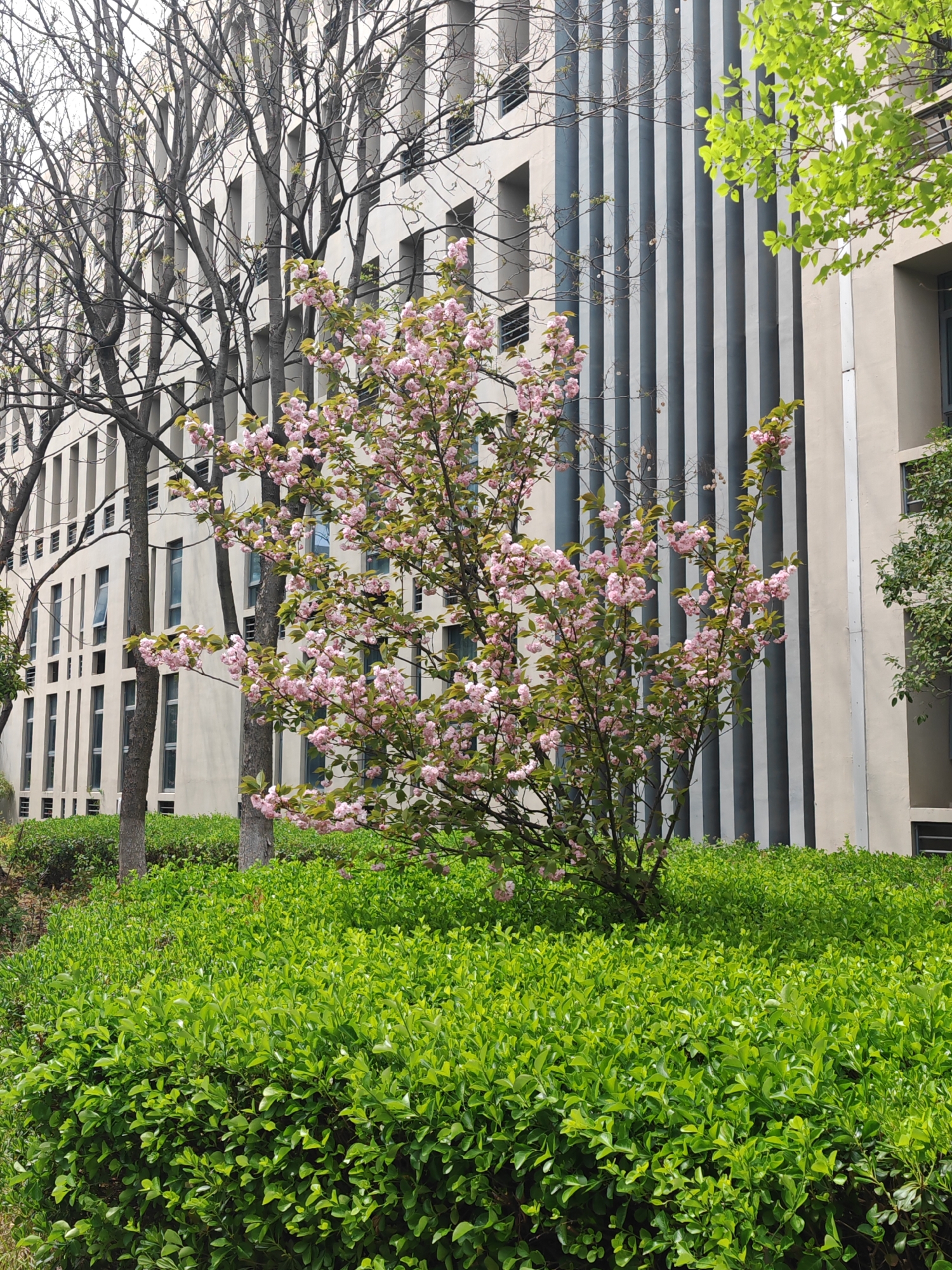 The image depicts a medium-sized blooming tree with pink flowers amidst a lush green hedge in front of a modern building with a light-colored facade. The building features both vertical and horizontal architectural elements, including what appears to be alternating light and dark vertical panels. Behind the blooming tree, bare trees with intricate branching structures are visible. The setting is likely an urban green space or a garden area within a city. Based on the location, the image shows a view in Jiangning District, China. There is no indication of people, subjects, actions or interactions within the scene.
