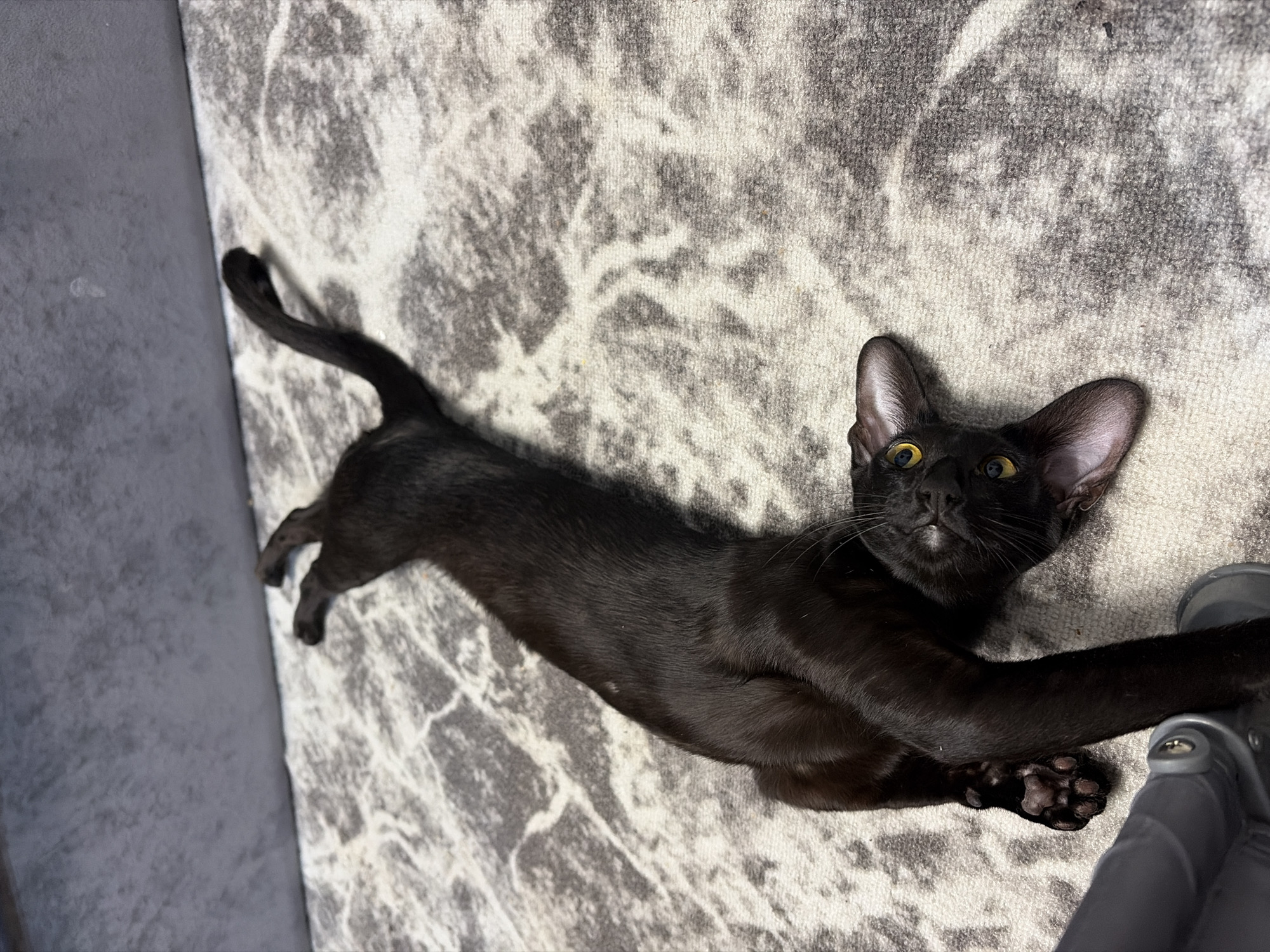 A black cat is lying on a gray and white patterned rug. The cat is stretched out, with its tail extending towards the left and its front paws resting near a shiny, metallic object on the right side of the frame. The cat's eyes are open and facing forward. The background is slightly blurred. The location is Chaikovsky, Russia.
