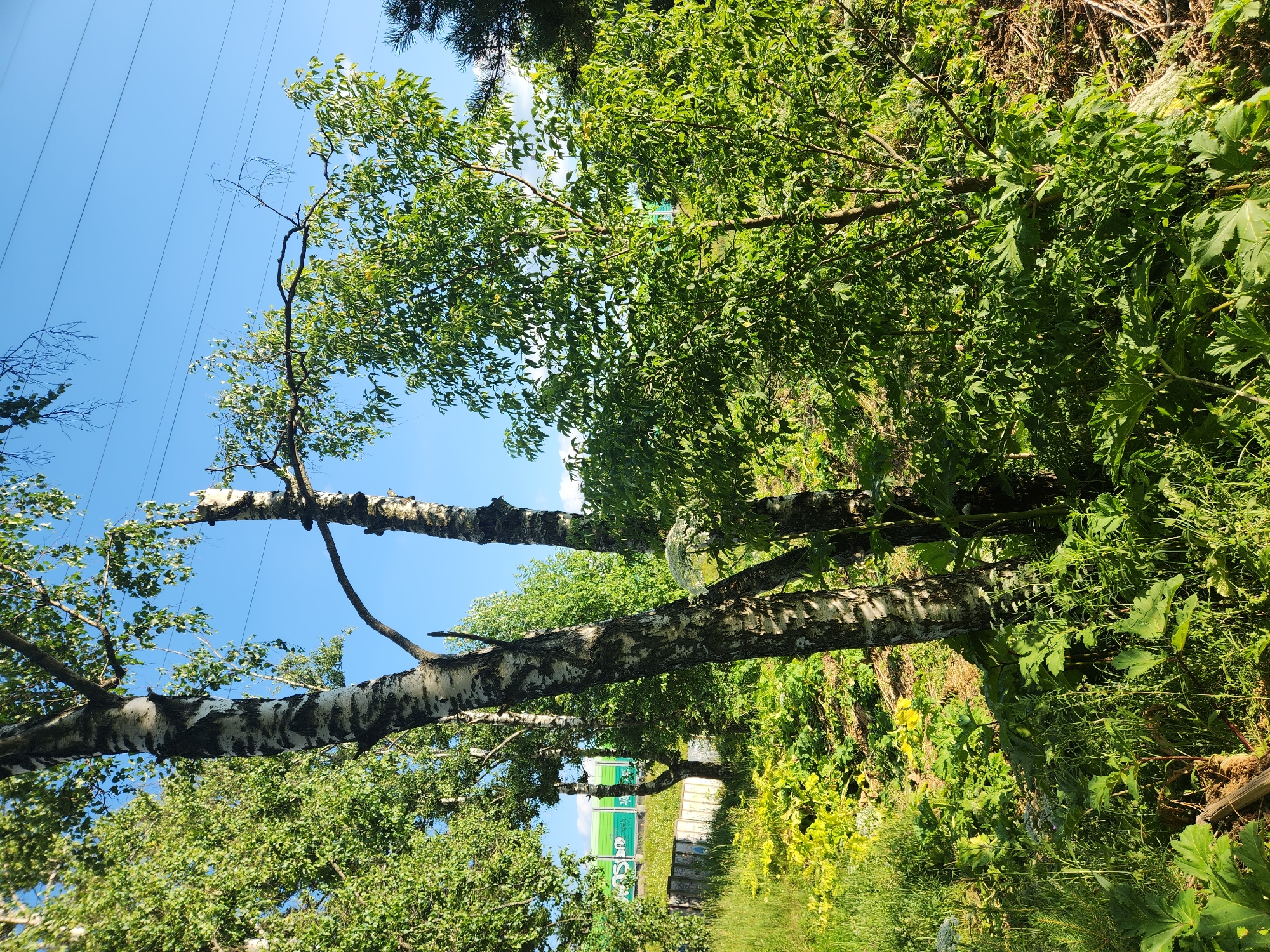 This media file depicts a daytime scene in Yudino, Russia, under a clear blue sky, suggesting fair weather. The image focuses on a line of birch trees with their distinctive white and black bark, some of which appear to be leaning or broken. Power lines are visible in the background, stretching across the sky, hinting at the proximity of infrastructure. The trees are surrounded by lush green foliage, with dense undergrowth and some larger-leafed plants characteristic of a natural or semi-natural setting. In the distance, a building with green and white signage is partially visible, possibly indicating a commercial or industrial area adjacent to the natural landscape. The overall impression is one of a natural environment that is intersecting with human development. No people or specific activities are evident. The time of day is clearly daytime due to the bright sunlight and clear sky. The location cues of birch trees and the specific mention of Yudino, Russia, help to ground the scene geographically.