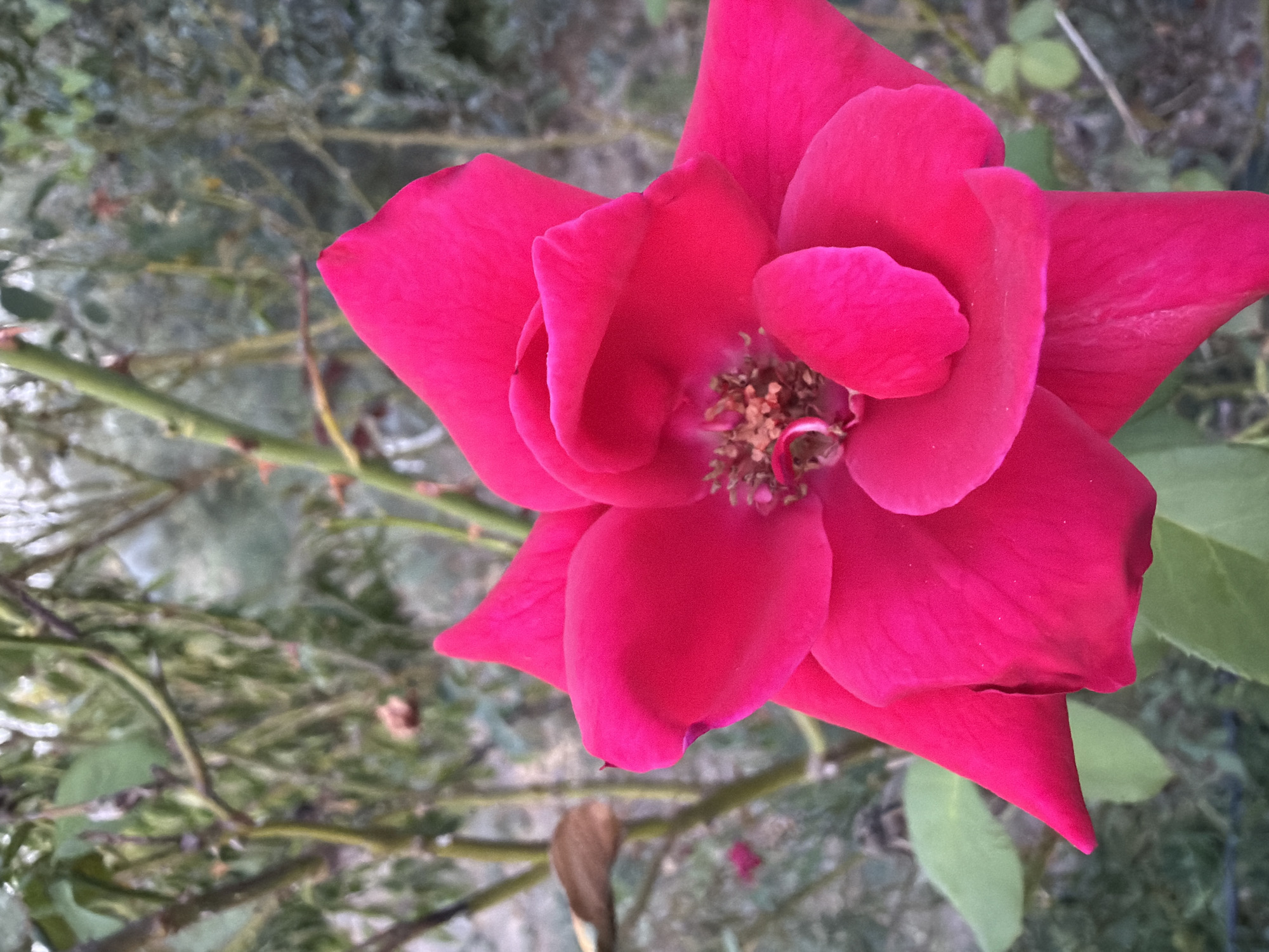 A close-up, eye-level shot captures a vibrant pink rose in full bloom, dominating the foreground. The petals are unfurled, revealing a central cluster of brown stamens. The rose is positioned against a backdrop of soft-focus greenery and thorny branches, suggesting an outdoor garden setting. The lighting is natural and diffused, creating a gentle glow on the flower's surface. The image is devoid of any human presence or activity. No specific details are visible to determine a location within the city of Sabirabad, Azerbaijan.
