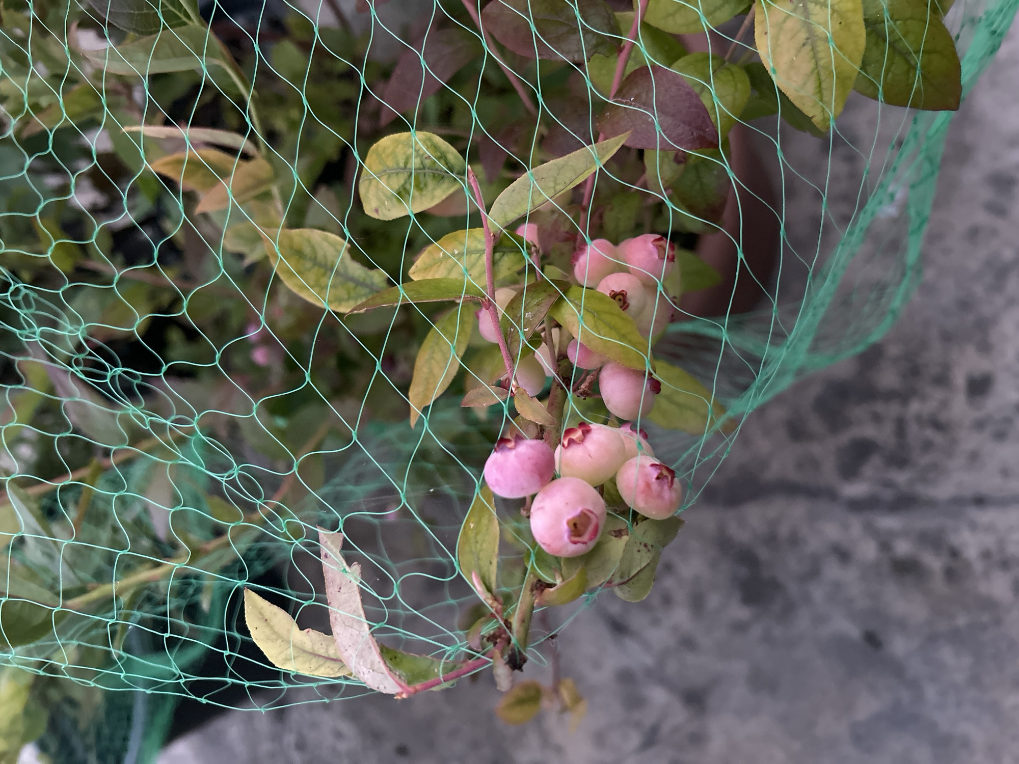 A close-up shot shows a cluster of pink blueberries on a branch, partially obscured by a green mesh net. The blueberries are small and round, with a slight blush of pink and hints of red at their calyx. The leaves of the plant are a mix of green and yellow, with some showing purplish hues, suggesting they may be transitioning in color or are a variety that displays such tones. The background is a blurred gray surface, possibly concrete, indicating an outdoor setting. The net is made of fine, diamond-shaped mesh, casting a subtle pattern over the scene. The image is well-lit, with a shallow depth of field that keeps the blueberries and immediate foliage in sharp focus, while blurring the background. There are no people present in the image. The location is unknown and cannot be determined from the visual information provided.