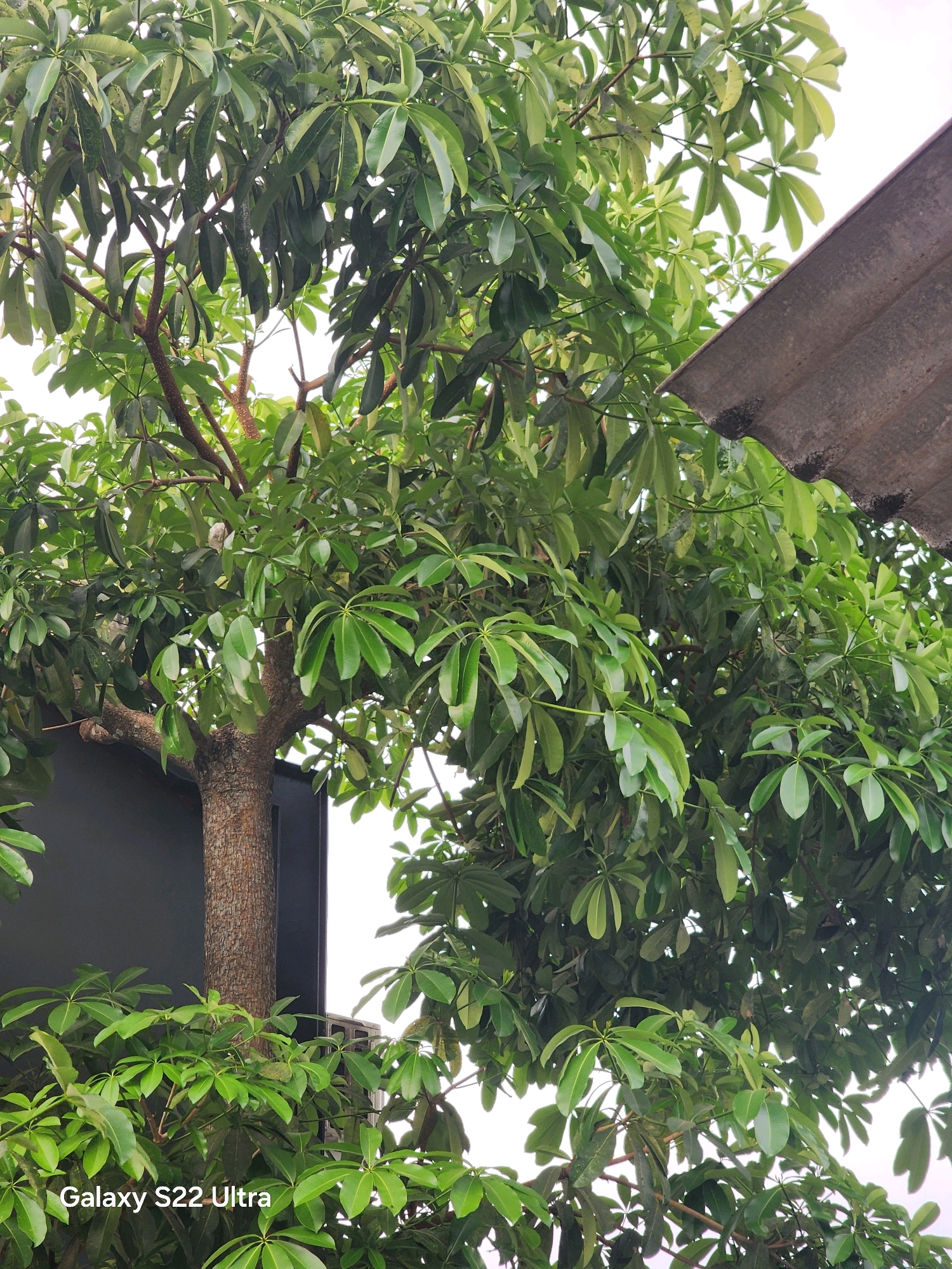 A lush, leafy tree dominates the frame, its branches heavy with vibrant green foliage. The tree's textured bark is visible, a sturdy trunk rising from the lower left of the image. To the right, a portion of a grey, corrugated roof juts into the frame, casting a shadow over some of the leaves. In the background, a dark, flat surface, possibly a wall or a building, is partially obscured by the dense greenery. The sky is overcast and bright, suggesting a daytime scene. The bottom left corner of the image displays the text "Galaxy S22 Ultra," indicating it is a photograph taken with that device. The scene appears to be set in a residential or urban area, possibly Salaman, Indonesia, given the presence of a rooftop and dense vegetation often found in tropical climates.