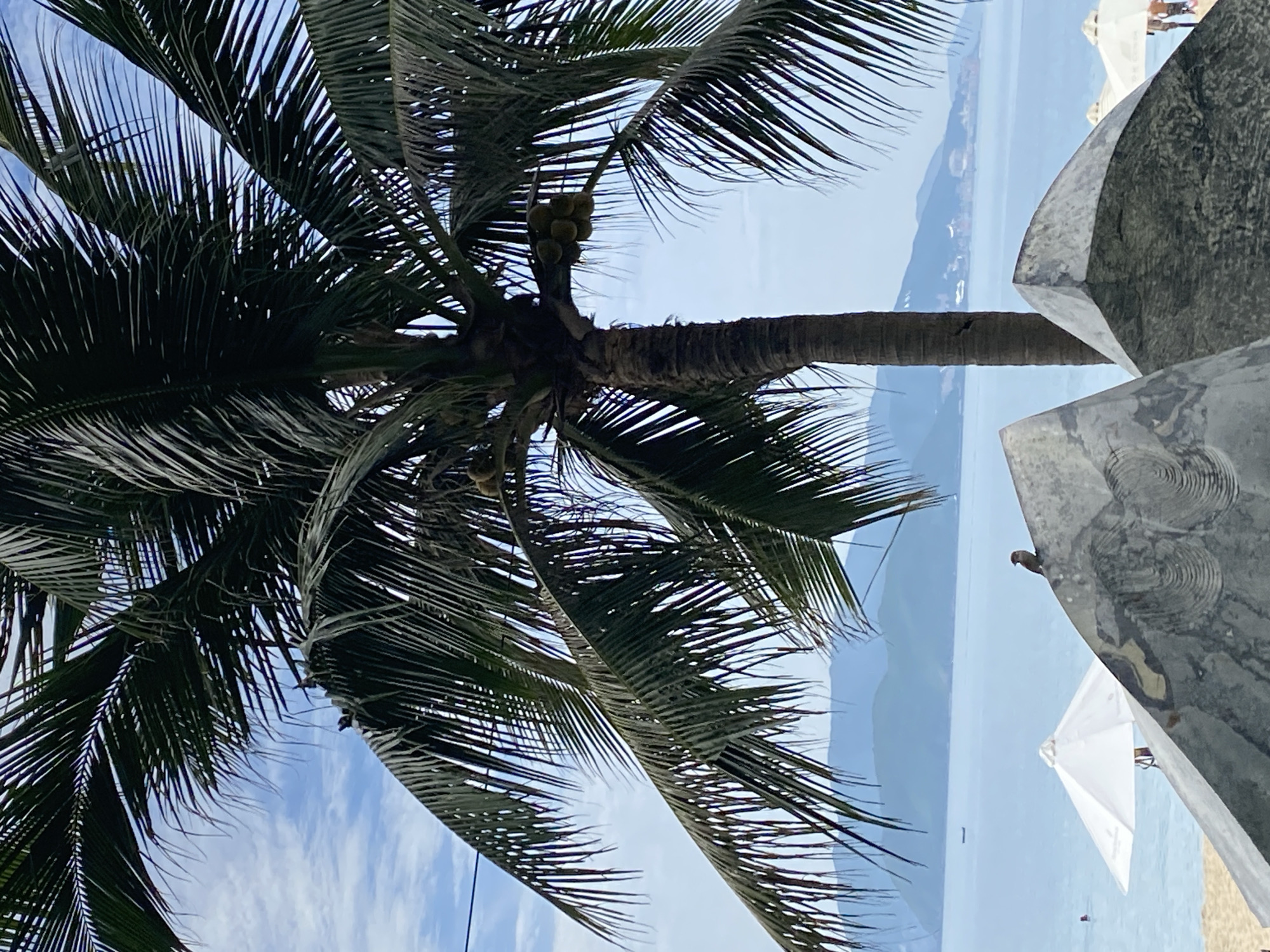 A palm tree with coconuts dominates the foreground, its fronds obscuring the bright, blue sky and a few scattered clouds. In the background, a calm, light blue sea stretches to a hazy horizon, where distant, soft blue mountains rise. On the beach, a white umbrella is visible, and in the middle ground, a small bird perches on a grey, sculptural element. The image captures a serene beach scene, likely in Nha Trang, Vietnam, given the typical coastal landscape and presence of palm trees.
