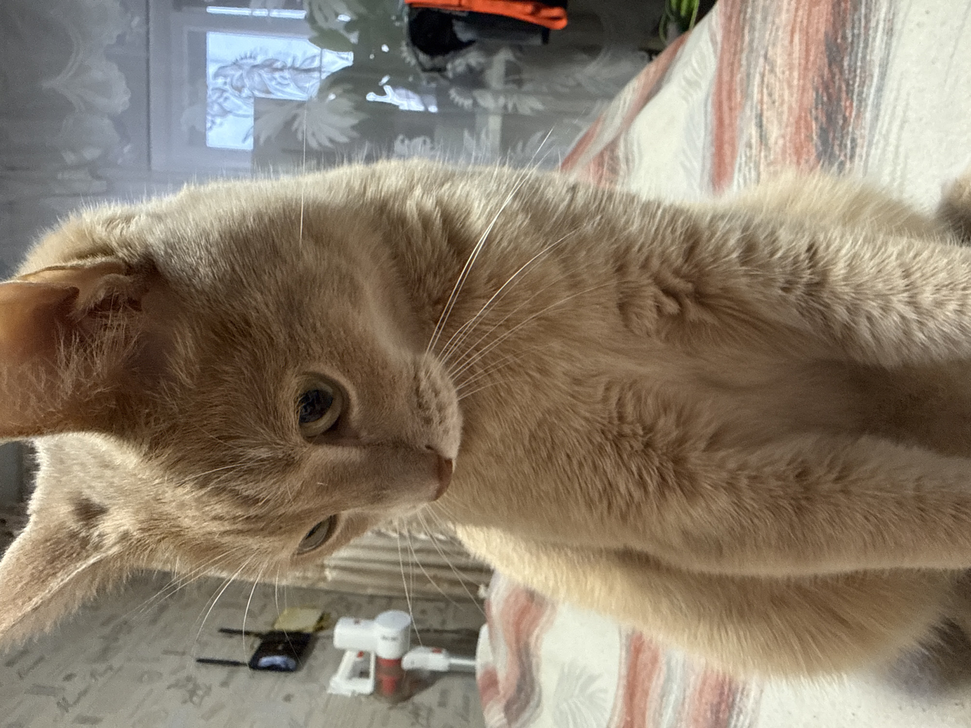 A light orange cat is close to the camera, lying on a patterned bedspread. In the background, a window with a patterned curtain can be seen. Also, an orange jacket is partially visible. A white vacuum cleaner and router are in the background. The location is Chaikovsky, Russia.