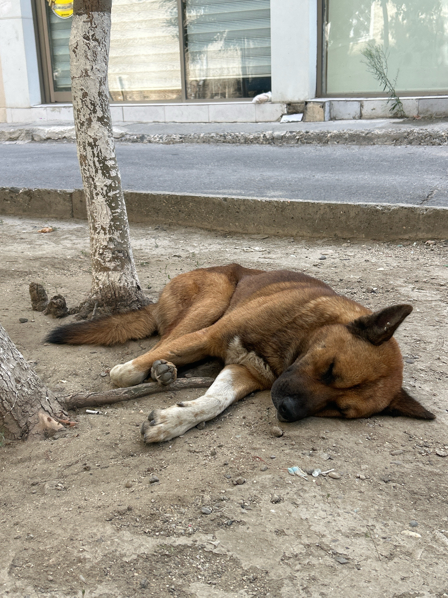 A brown dog is sleeping on the ground next to a tree in the city of Sumgayit, Azerbaijan. The dog is curled up on its side, with its head resting on the ground. The dog's fur is a mixture of brown and white. The ground is covered in dirt and gravel. In the background, there is a sidewalk and a street. There is also a building with windows. The scene appears to be in an urban environment.