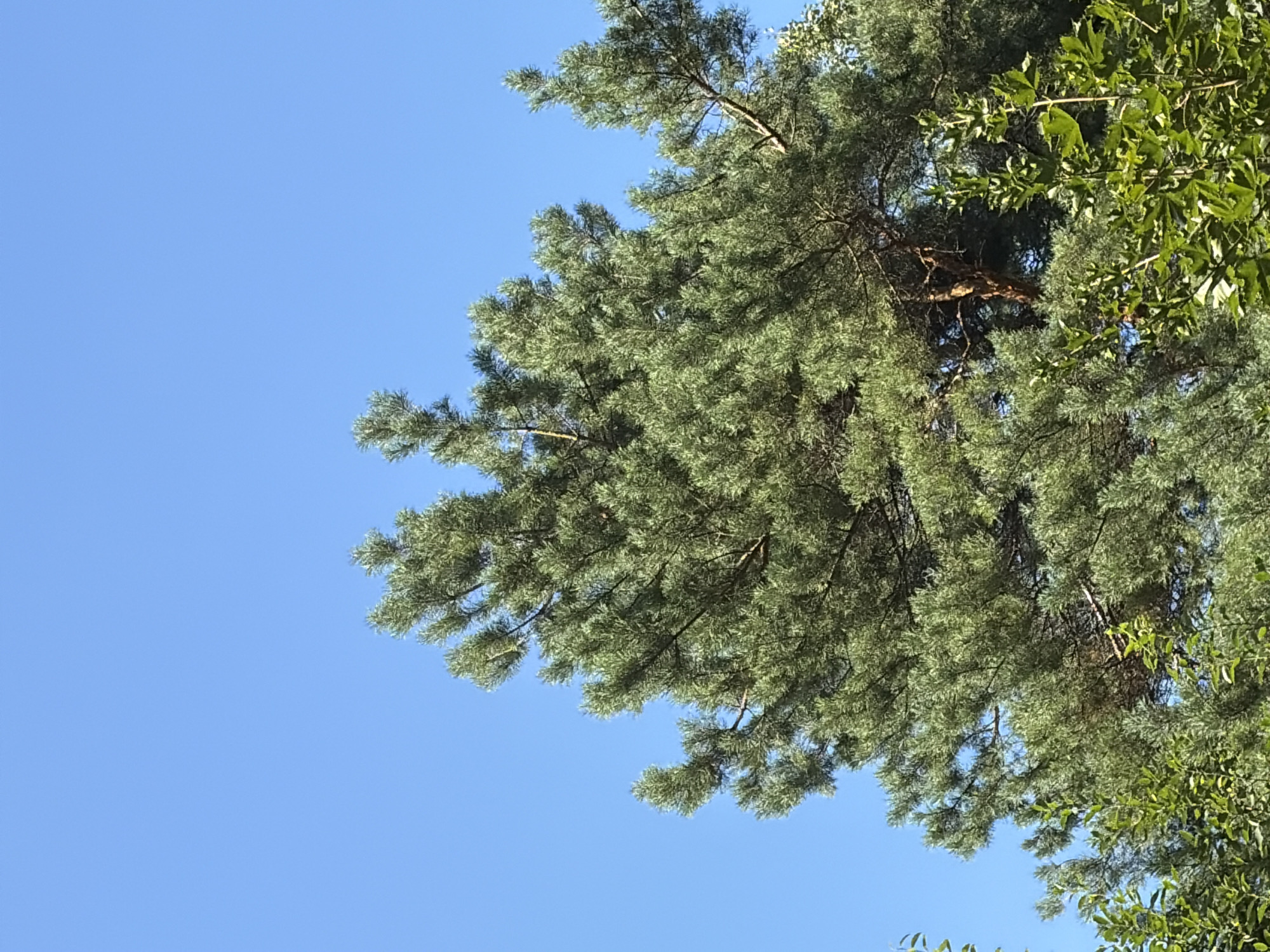 The image shows a pine tree against a clear blue sky, with some other green foliage visible at the bottom. There are no people or any urban elements visible in the frame. The pine tree appears healthy and is the dominant subject of the photograph. The lighting suggests it is daytime, with the sun illuminating the upper parts of the tree. The image does not provide any specific visual cues to pinpoint its location within the city of Khimki, Russia, as it is a generic natural scene.