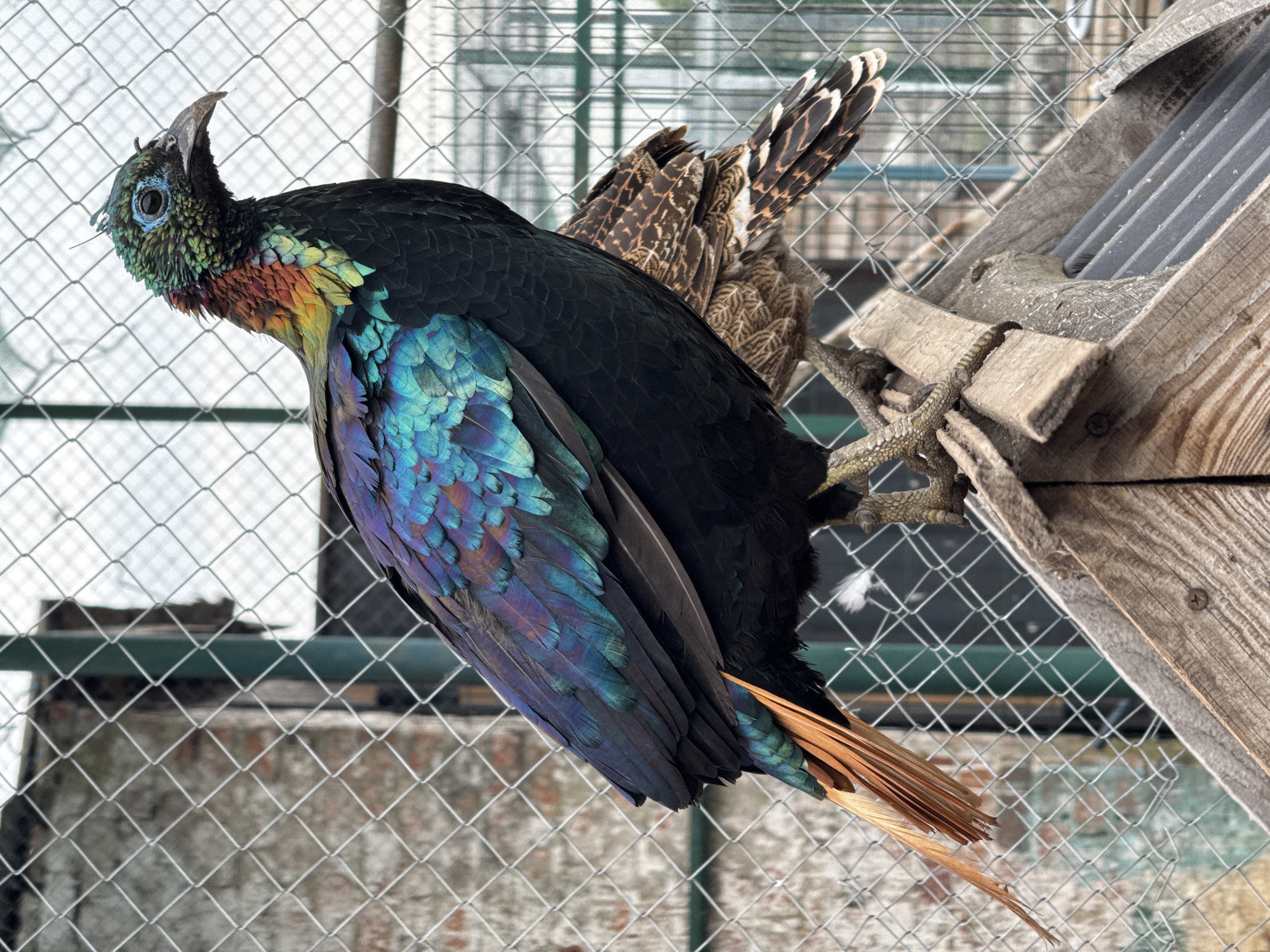 A male Himalayan Monal pheasant is perched on a wooden structure, facing right. The bird has iridescent blue and green plumage on its wings and back, with a vibrant, multicolored neck and head featuring shades of green, blue, red, and orange. Its tail is a striking coppery-orange. Behind the Monal, another bird, likely a female or juvenile of the same species, is visible, exhibiting brown and tan patterned plumage. The birds are situated outdoors, within an aviary or enclosure, as indicated by the chain-link fence in the background. The ground appears to be a mix of dirt and some debris. The wooden structure the birds are on is made of rough-hewn planks. The scene is lit by natural daylight. The location is specified as Yelyzavetivka, Ukraine.