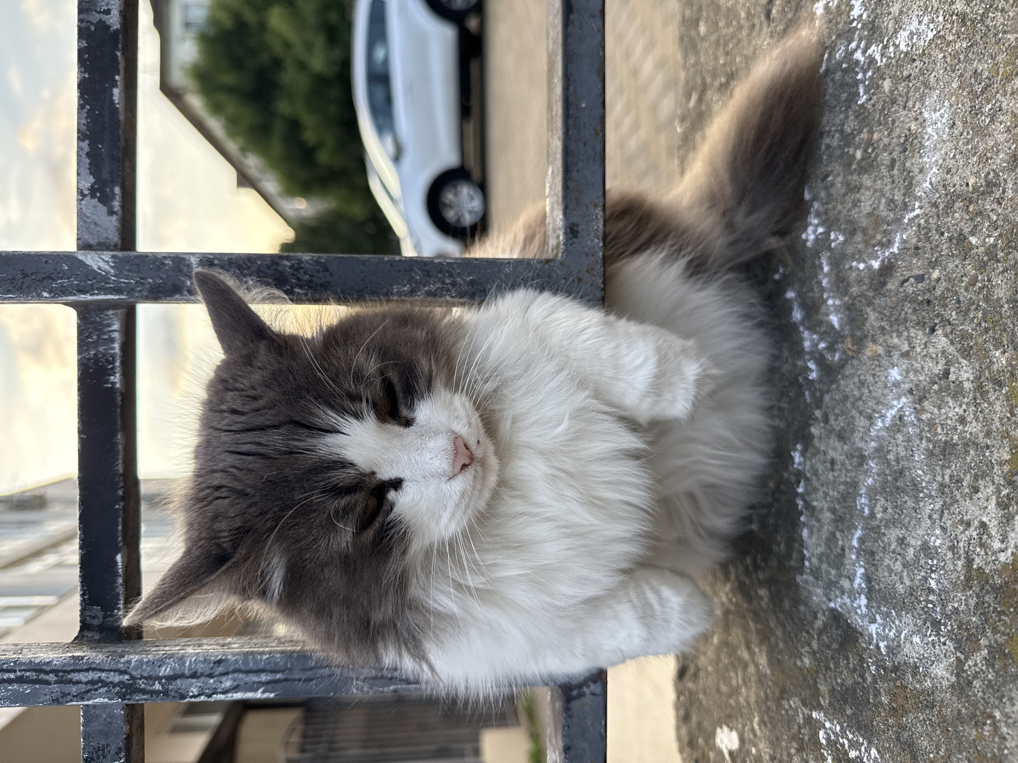 A medium shot captures a fluffy grey and white cat with closed eyes, resting its front paws on a dark metal railing. The cat's fur is long and appears well-groomed. It is perched on a concrete surface, possibly a ledge or wall. Behind the cat, a blurred background shows a residential building, a lush green tree, and a white car parked on a paved surface. The sky is overcast with hints of sunset colors. The scene suggests a quiet urban setting, potentially in Novorossiysk, Russia, given the architectural style of the building.