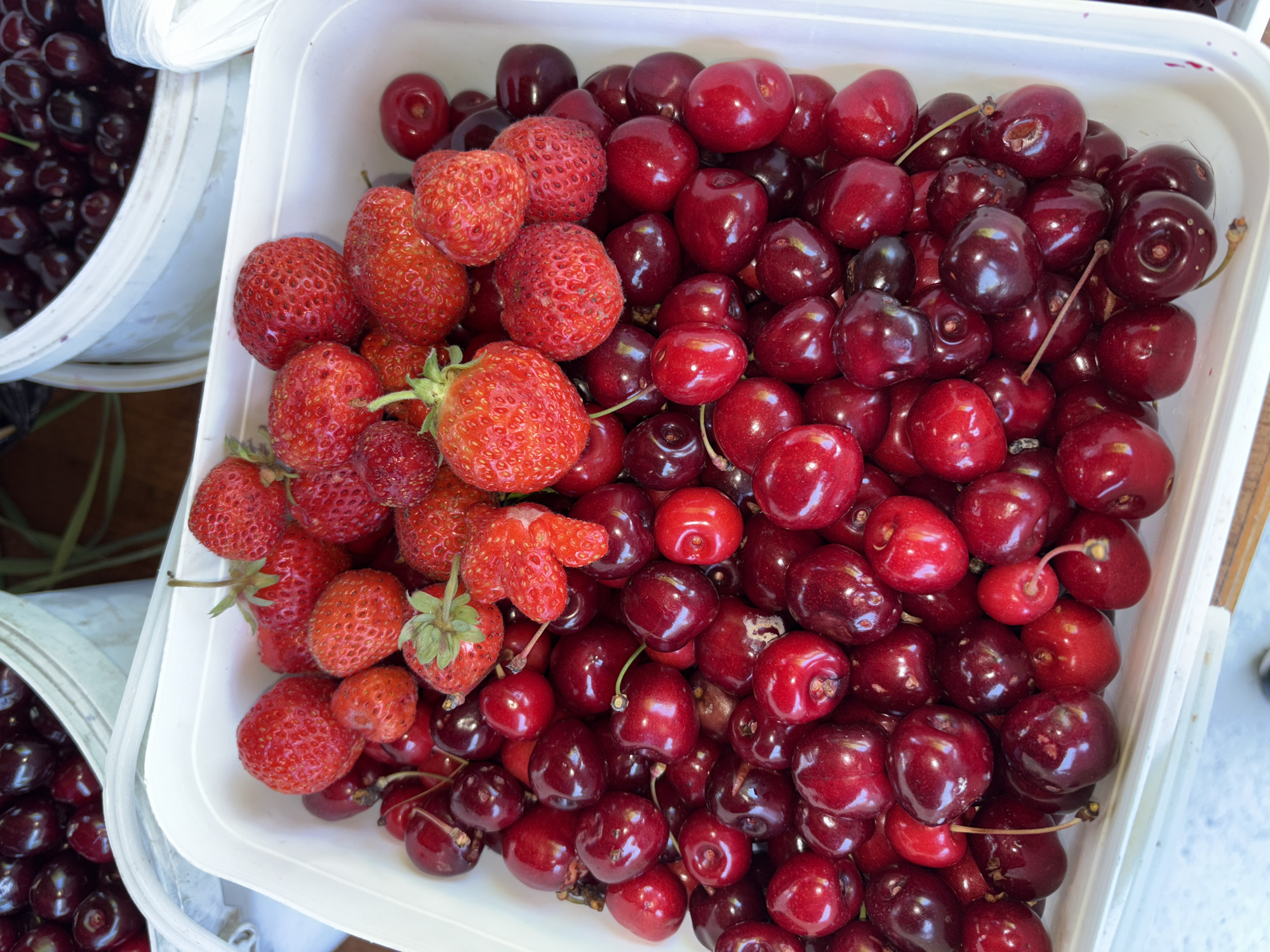 A close-up, overhead shot showcases a white plastic container overflowing with ripe, dark red cherries. Interspersed among the cherries are several bright red strawberries, their seeds clearly visible. The fruits are tightly packed, with some cherries still attached to their stems. The container is resting on a surface that is partially visible at the bottom of the frame. The background shows a blurred glimpse of additional buckets filled with cherries and some greenery, suggesting an outdoor market or fruit stand. The lighting is natural, indicating it is daytime. The scene is located at a fruit stall in Vratsa, Bulgaria.