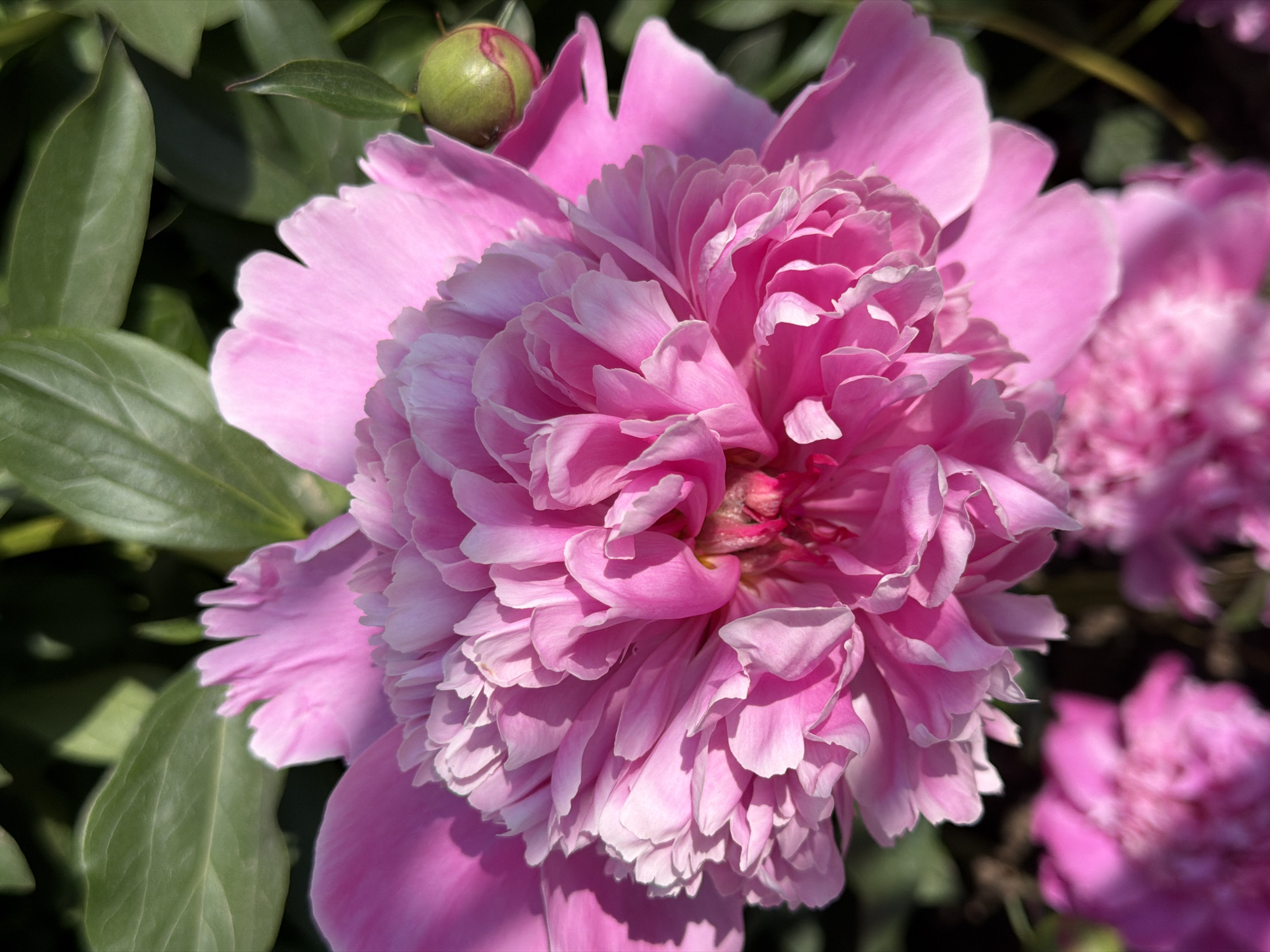 A close-up, eye-level shot focuses on a vibrant pink peony in full bloom. The flower is the central subject, with its delicate, layered petals creating a soft, ruffled texture. Sunlight highlights the edges of the petals, creating a luminous effect. To the right of the peony, a small, green bud with pinkish accents is visible, indicating the flower's ongoing development. The background consists of lush, dark green foliage, creating a strong contrast with the bright pink of the peony. In the foreground, slightly out of focus, are parts of other pink peonies, suggesting a cluster of these flowers. The overall impression is one of natural beauty and a close-up study of a single, prominent bloom.