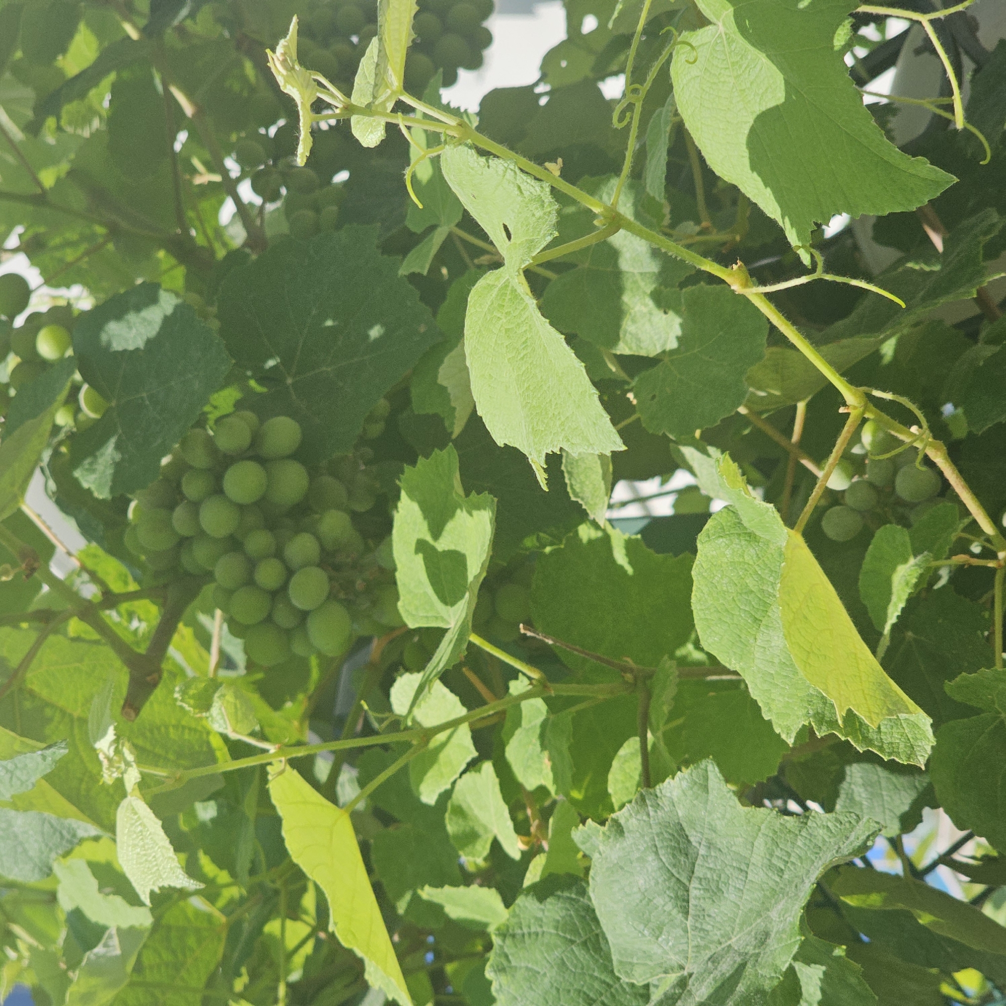 An outdoor, close-up shot captures a cluster of unripe green grapes growing on a vine amongst lush green foliage. Sunlight filters through the leaves, casting dappled shadows. The grapes are small and round, densely packed on a stem. In the background, a hint of a white structure, possibly a building, is visible through the leaves. The image appears to be taken in Alanya, Turkey, where grapevines are common in the region. No people or animals are visible.