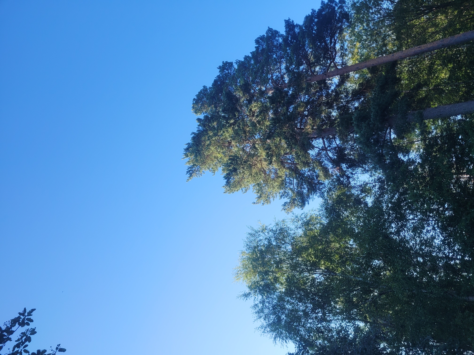 The image captures a serene natural scene in Gävle, Sweden, with a clear blue sky dominating the upper portion of the frame. Lush green trees, including tall pine trees and a lighter-foliaged tree that appears to be a birch, fill the lower half of the image. The sunlight filters through the leaves, creating a dappled effect. In the far upper left corner, a dark silhouette of tree branches with leaves is visible against the sky. The overall atmosphere is tranquil and suggests a peaceful outdoor setting within or on the outskirts of Gävle.