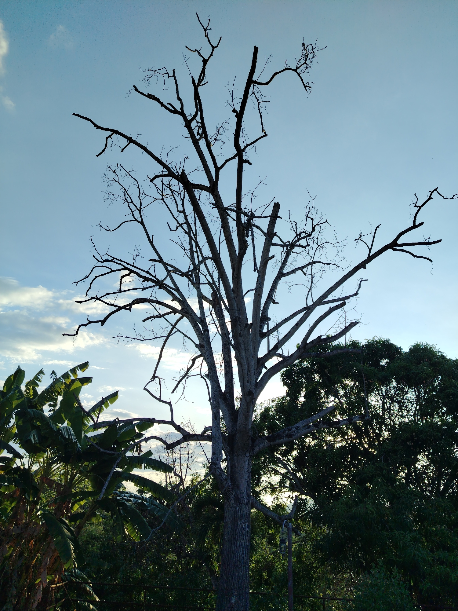 A photograph taken in Los Leoncitos, Venezuela, captures a stark, skeletal tree dominating the frame against a partly cloudy sky. The tree's bare branches reach upward, contrasting with the surrounding foliage, including banana trees on the left and dense green trees on the right. The light suggests it is either dawn or dusk. There are no visible people or signs of human activity beyond the presence of the trees.