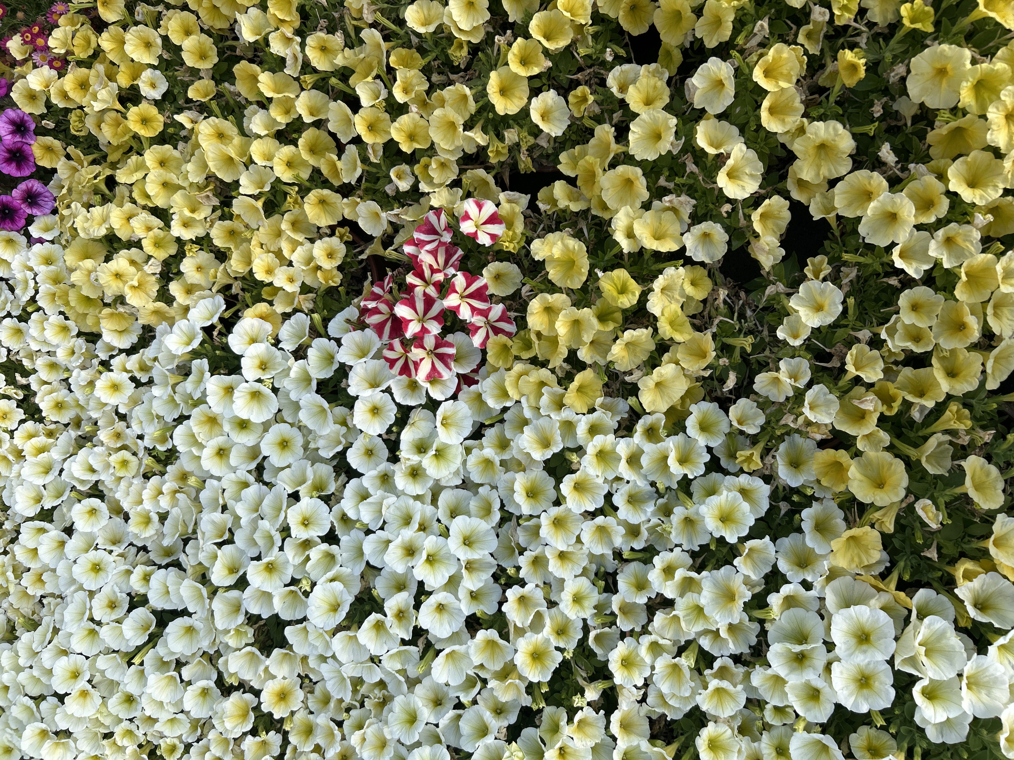 The image presents a close-up, aerial view of a dense planting of petunia flowers, likely located outdoors. The flowers are grouped in distinct color sections, primarily white and yellow. A cluster of red and white striped petunias is visible near the center, while a few purple petunias appear on the left side of the frame. The overall impression is one of a well-maintained floral display. There is no information about the location being in Câmara de Lobos, Portugal in the image.
