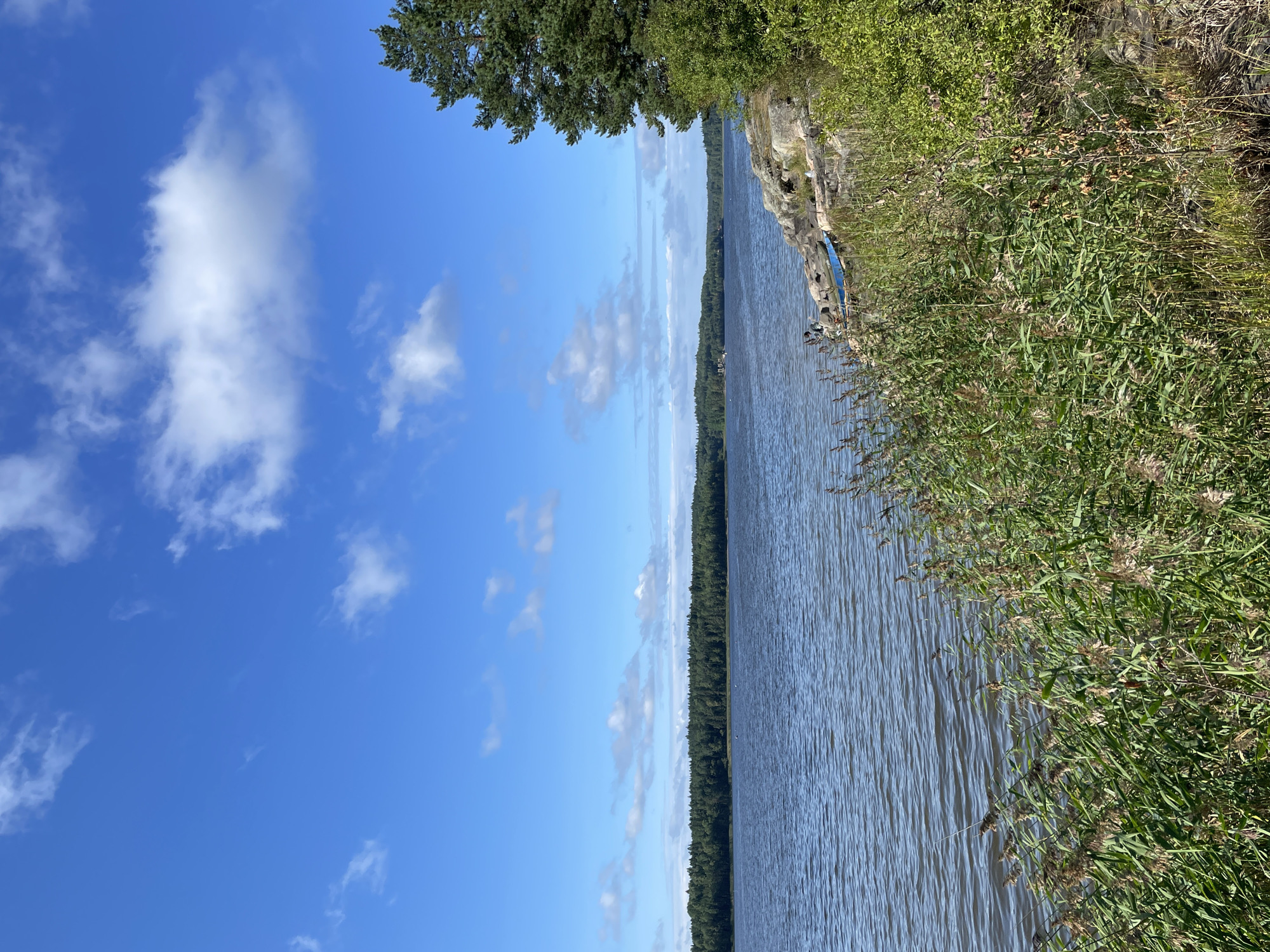 The image depicts a serene natural landscape, likely a body of water bordered by vegetation and a distant forest. The sky is a vibrant blue with scattered white clouds, suggesting fair weather. In the foreground, tall reeds and green bushes line the rocky shore. The water is calm with gentle ripples, reflecting the sky. Across the water, a dense forest forms a dark green horizon. On the shore, a blue object, possibly a boat or debris, rests among the rocks. A large evergreen tree stands on the right side of the frame, adding to the lushness of the vegetation. There are no visible people or any urban elements, suggesting a remote, undeveloped location. The scene is peaceful and untouched, characteristic of a natural park or wilderness area.
