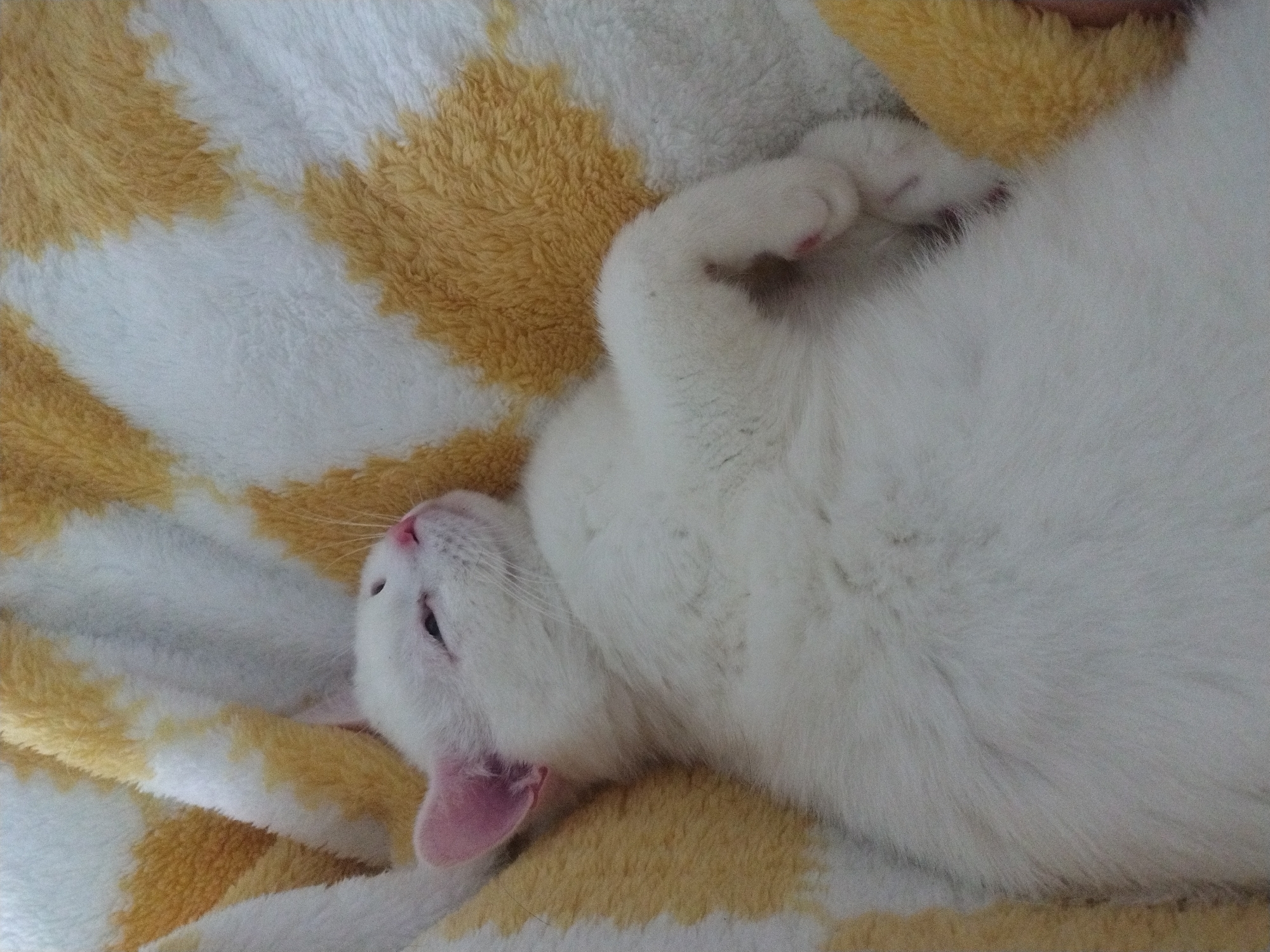 A white cat lies on its back on a white and yellow striped blanket. The cat's head is turned to the left, and one paw is raised. The image appears to be taken indoors, likely in a home. The location in the city of Crauthem, Luxembourg is not discernible from the image.