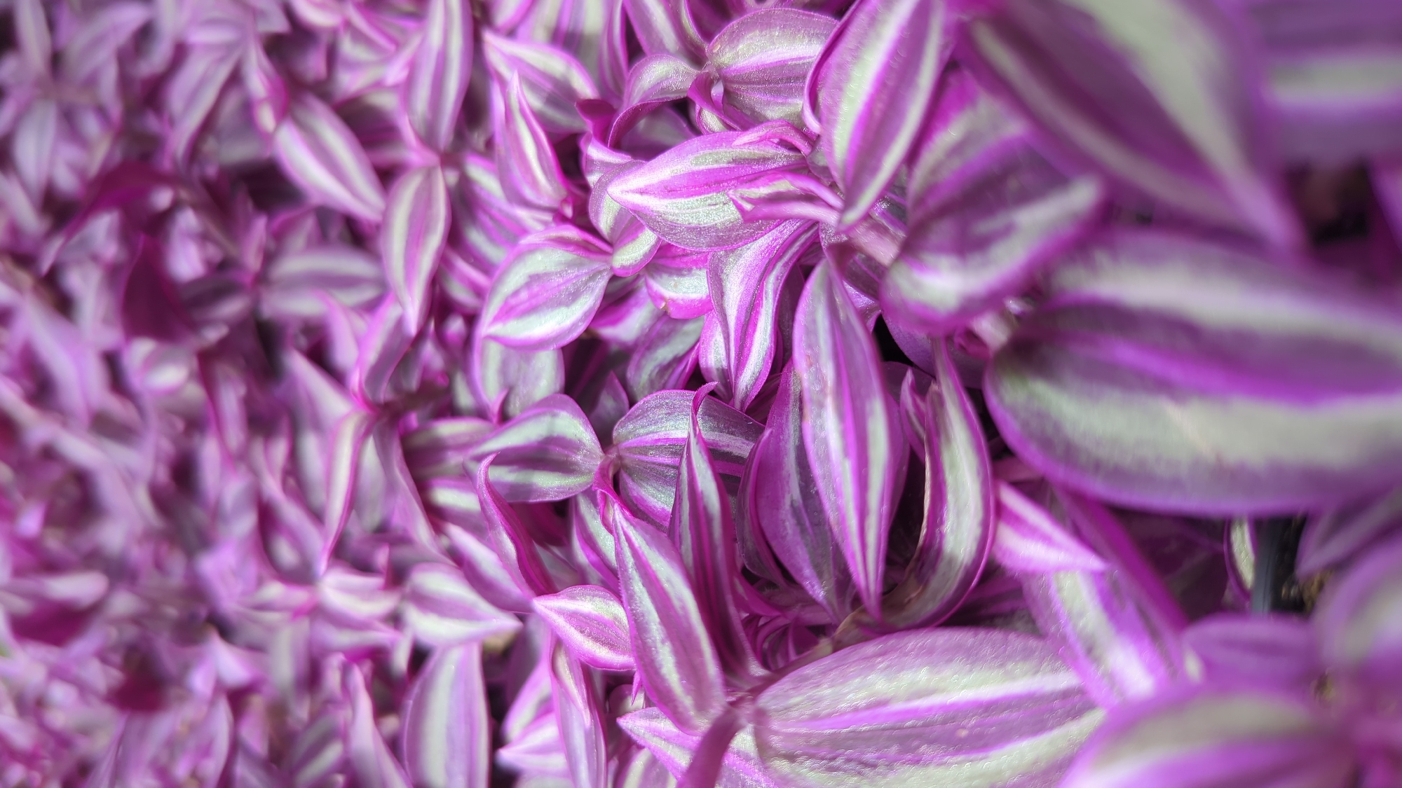 The image is a close-up, top-down view of a dense cluster of purple and silver striped leaves, likely from a Tradescantia Zebrina plant. The leaves are oval-shaped with pointed tips and overlap each other, creating a textured, carpet-like appearance. The lighting highlights the metallic sheen of the silver stripes. There are no people or discernible objects other than the plant itself. The background is out of focus and appears to be a dark surface, possibly soil or a pot. The image does not contain any specific elements that would allow for identification of its location within Laval, Canada.