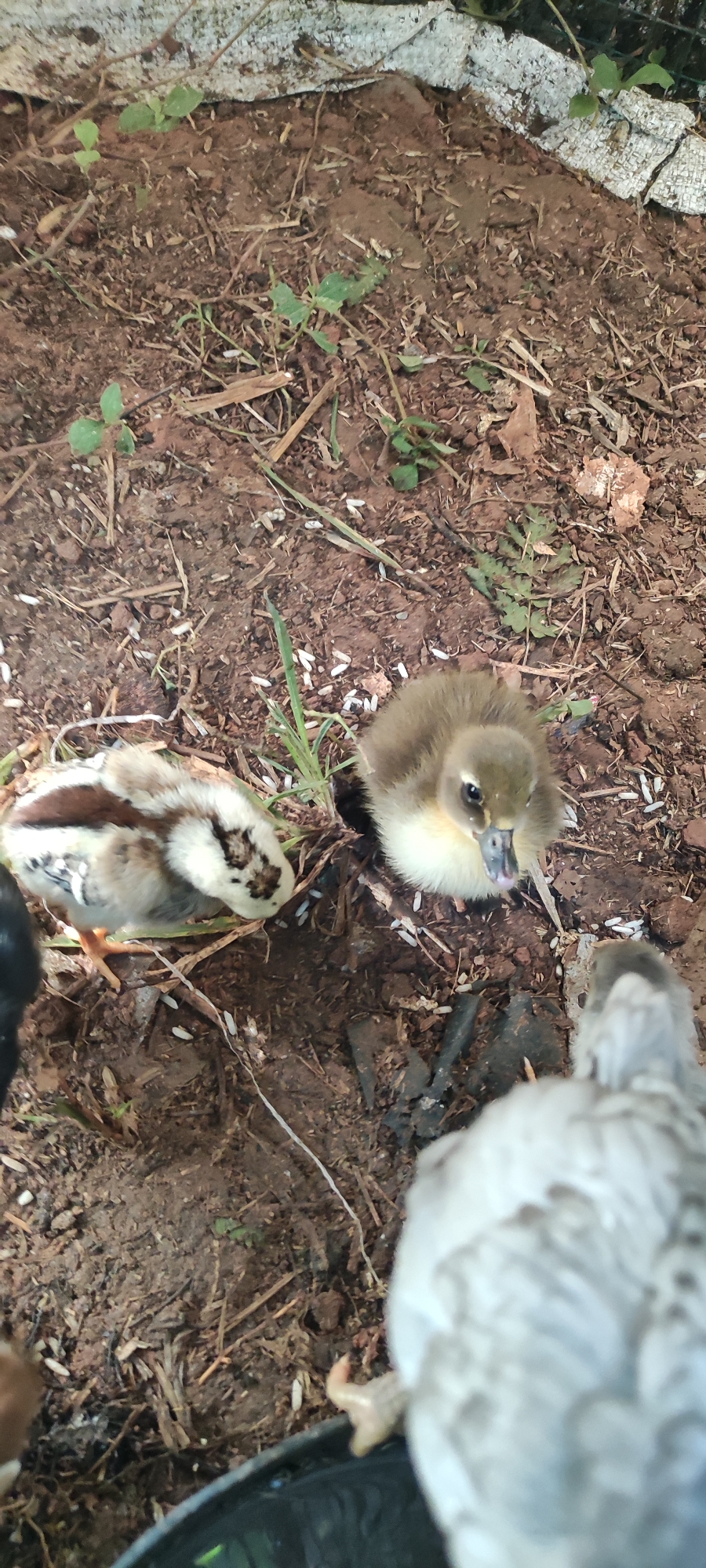 The image shows three young birds on the ground. One bird, a duckling, is in the center with fluffy brown and yellow down. To its left, a chick with brown and white striped plumage is visible. A third, larger bird, mostly gray and white, is in the foreground on the right, with its head and upper body out of focus. The ground is made of dark brown soil, scattered with small white grains, possibly rice, and some dry leaves and thin green shoots. A white, textured material is partially visible at the top of the frame. The scene appears to be outdoors in an unpaved area.