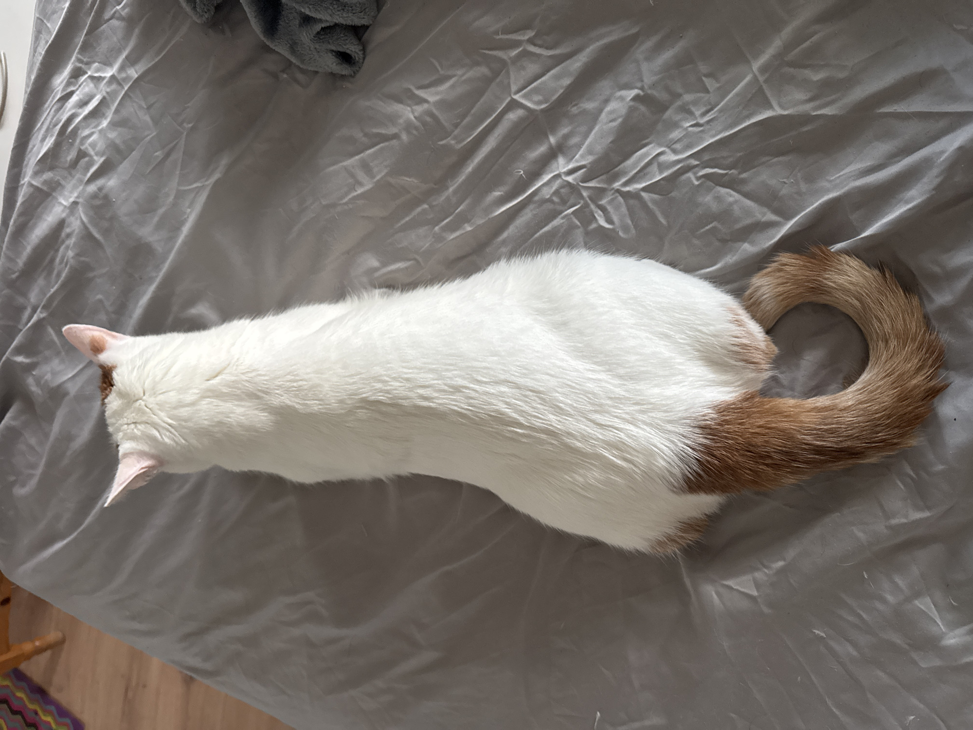 The image displays a domestic cat in an indoor setting within Sofia, Bulgaria. The cat, observed from a dorsal perspective, occupies the central frame. It exhibits a bicolored coat: predominantly white fur covers its body, while its head/neck region and entire tail are covered in reddish-brown fur. The tail is thick, curled into a counter-clockwise spiral on the underlying surface. The cat's ears are upright, triangular, and pink on the inner surface. The cat is stationary, facing away from the camera. It rests on a light grey, rumpled fabric surface, characterized by numerous wrinkles and folds, likely a bedsheet or blanket. In the upper left background, a light-colored wooden object, possibly furniture, is partially visible alongside a blurred, multi-colored woven textile displaying horizontal stripes. In the upper right background, a dark grey, textured, plush fabric object, consistent with a blanket, is partially visible and appears folded. No human figures are present, and no direct interactions are depicted.