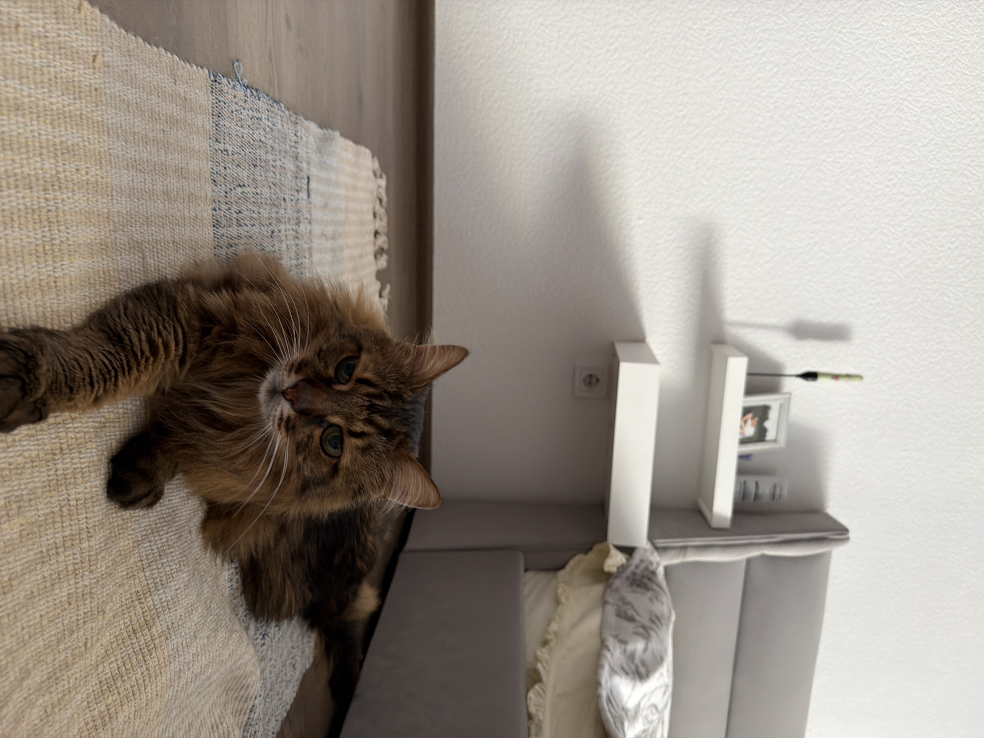 A long-haired brown tabby cat with green eyes lies on a rug in front of a bed in a room. The cat is the primary subject of the image. The background includes a white wall with shadows, two white shelves, and a grey headboard of a bed with bedding. There is no indication of the city of Kyiv, Ukraine, or any other specific location in the image.