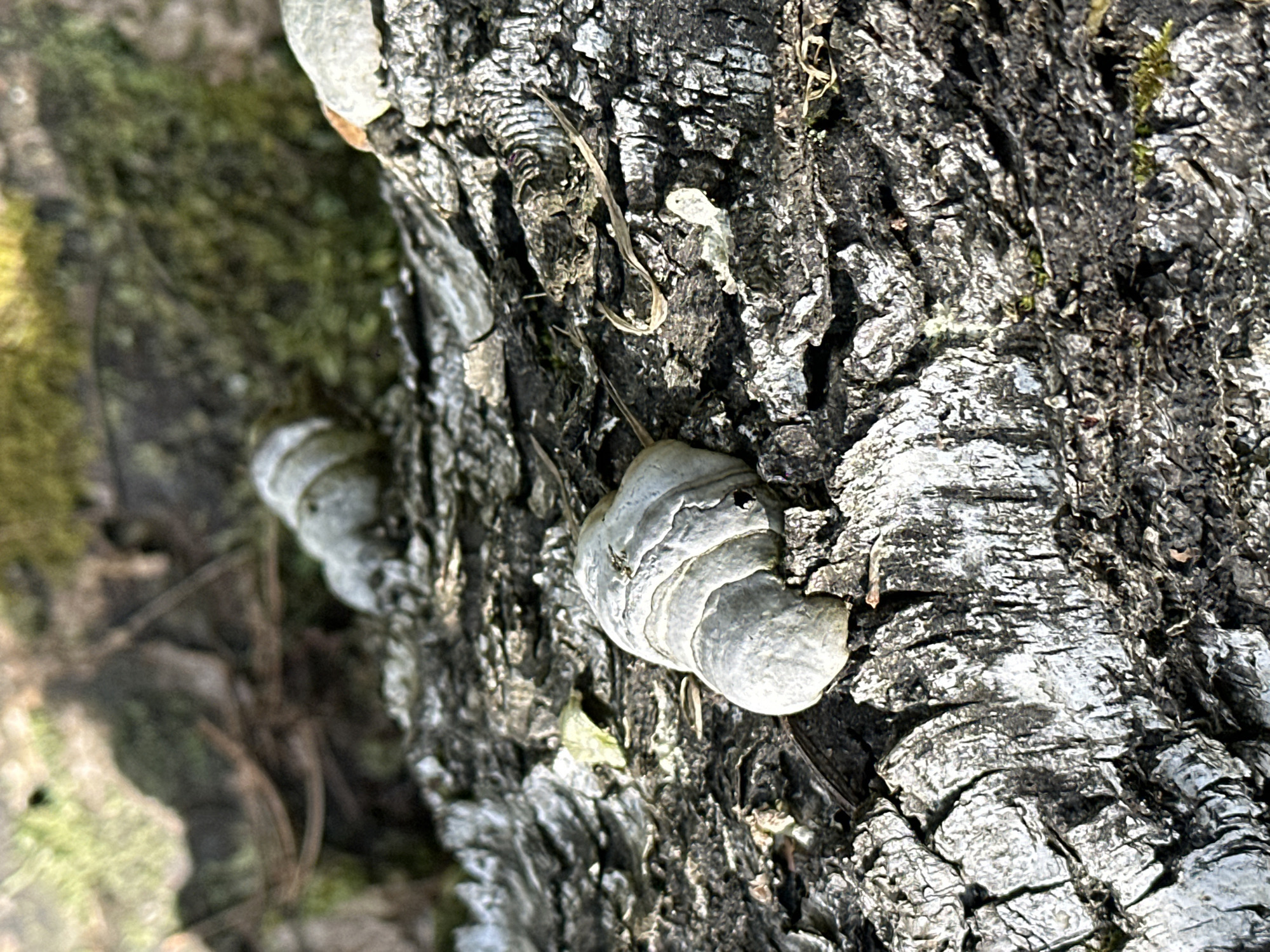 The image shows a close-up view of tree bark with two shelf fungi growing on it. The bark is rough and textured, with a gray and black color palette. The shelf fungi are light gray and have a layered appearance. In the background, there is a blurry expanse of green moss and dried pine needles, suggesting a natural, wooded environment. The lighting indicates it is daytime, with sunlight casting shadows on the bark. There are no people or animals visible in the image, and no specific location in Соколово, Russia is identifiable.