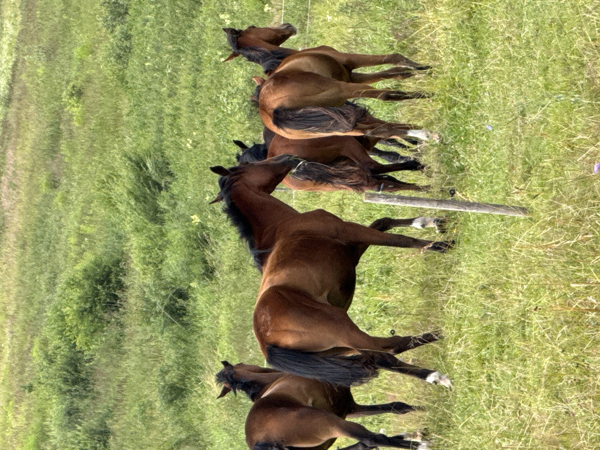 A herd of four bay horses stands in a grassy field. The horses are facing in various directions, with some looking to the left and others to the right. Their coats are a rich brown, and they have black manes and tails. The field is covered in tall, green grass and scattered wildflowers, suggesting a rural or natural setting. In the background, more greenery and trees can be seen, indicating a natural landscape. The scene appears to be in Galinė, Lithuania, a village in the Vilnius District Municipality.