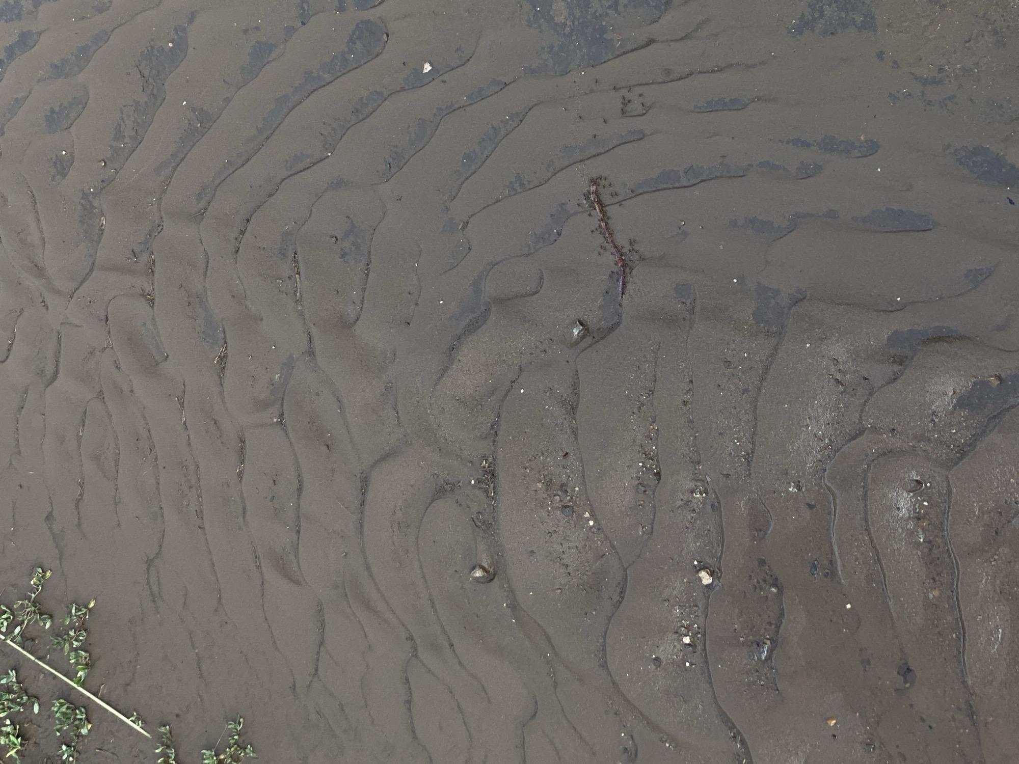 This media file shows a close-up, overhead view of wet sand with distinct ripple patterns formed by water flow. The sand is a dark, muted gray and appears to be at a low tide, possibly on a beach or riverbed. The ripple formations are irregular and wavy, creating a textured surface with raised ridges and lower channels. Scattered throughout the sand are small pebbles, shells, and some organic debris, including a thin, reddish-brown twig or piece of plant matter. In the lower left corner of the image, a few sprigs of green, low-lying vegetation are visible, along with a thin, light-colored stick or reed. The lighting suggests it could be daytime, but the overcast conditions are not clearly discernible. The overall impression is one of a natural, undisturbed environment. There is no visible text in the image.